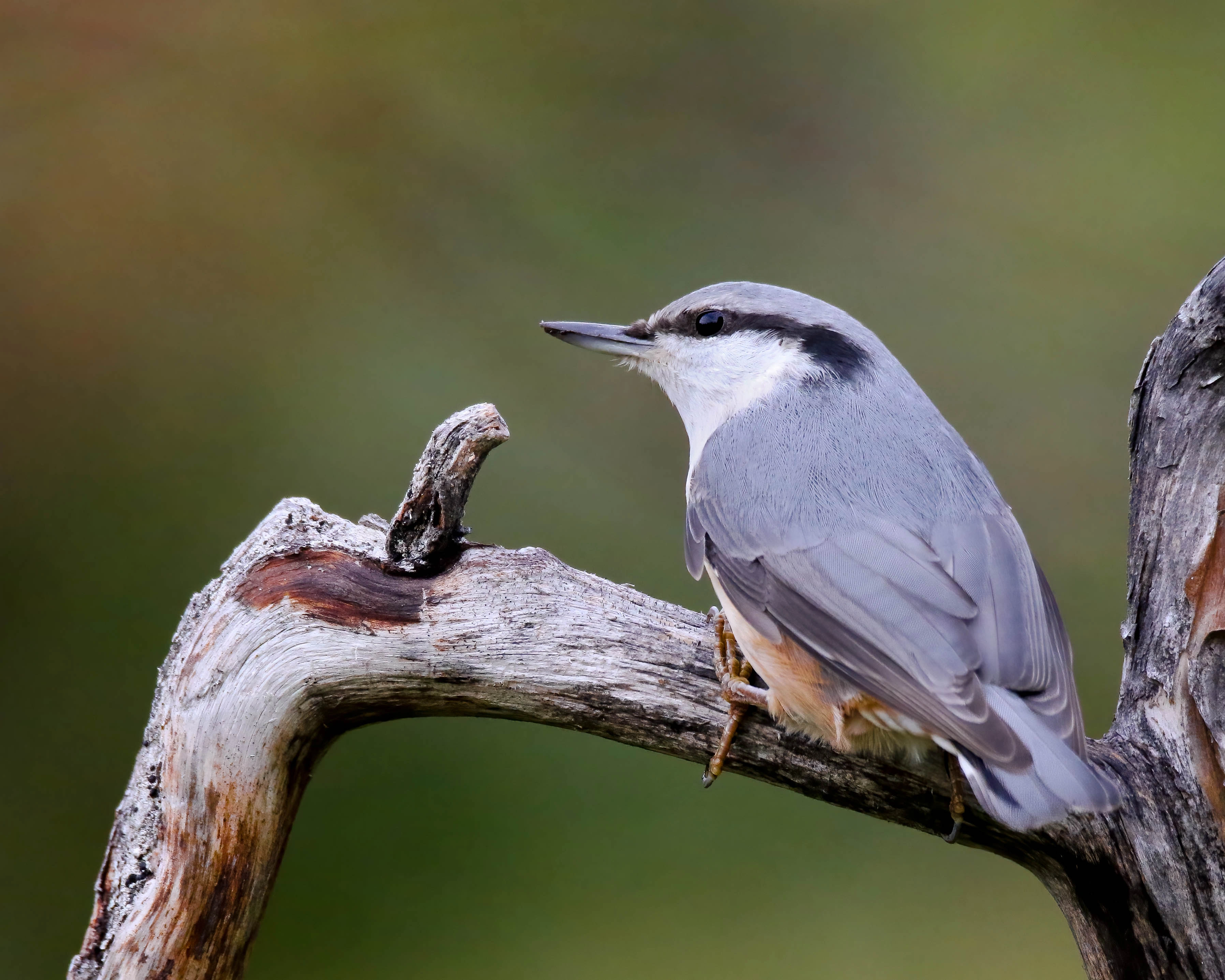 : Sitta europaea.