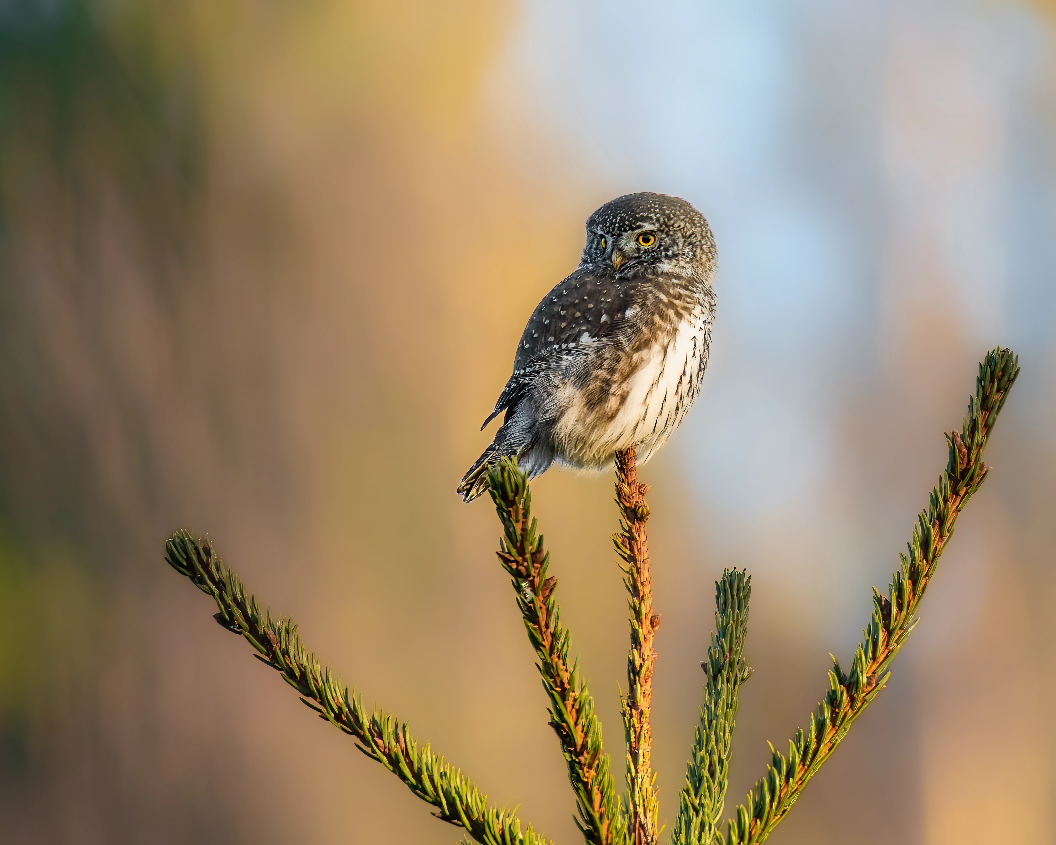 : Glaucidium passerinum.