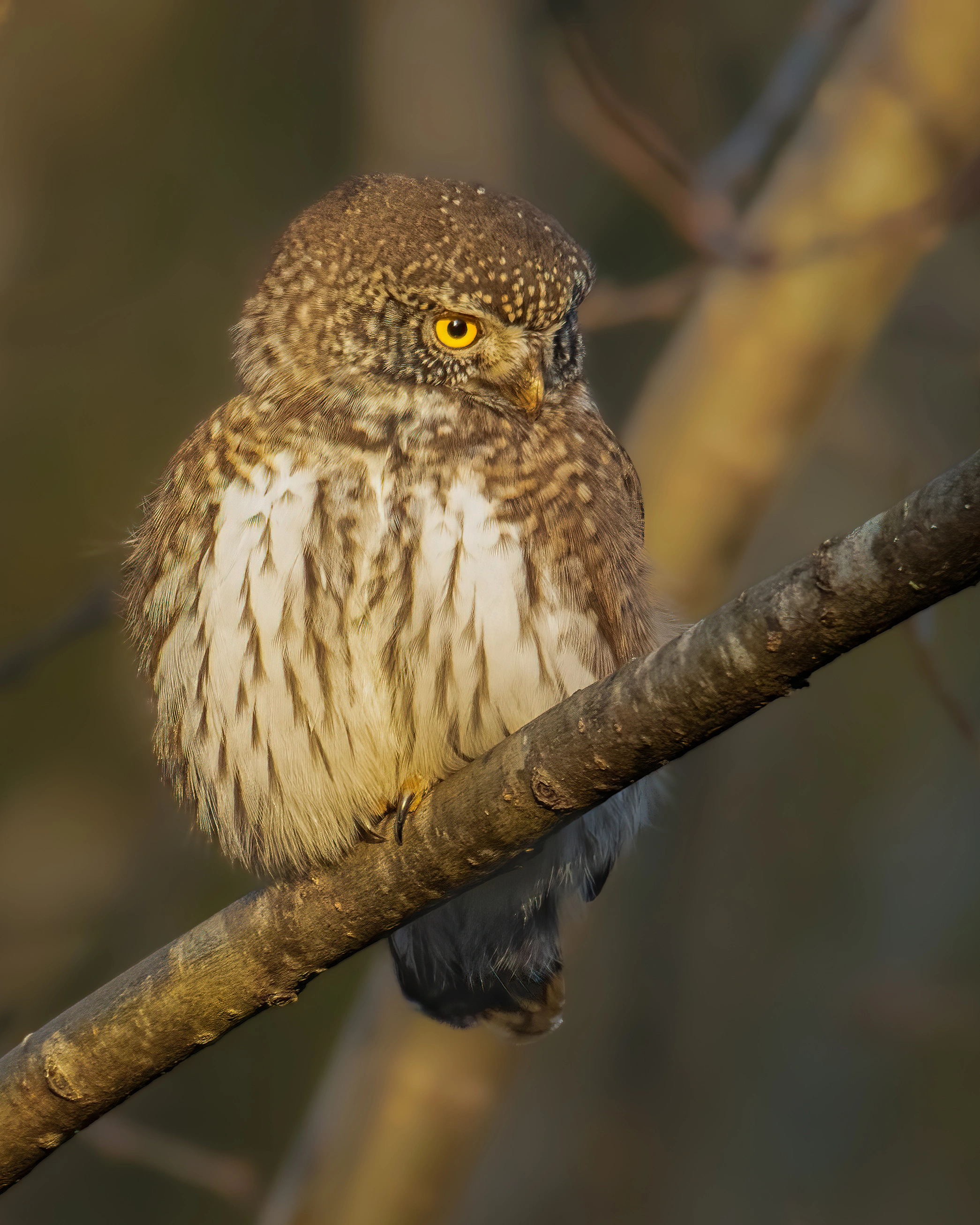 : Glaucidium passerinum.