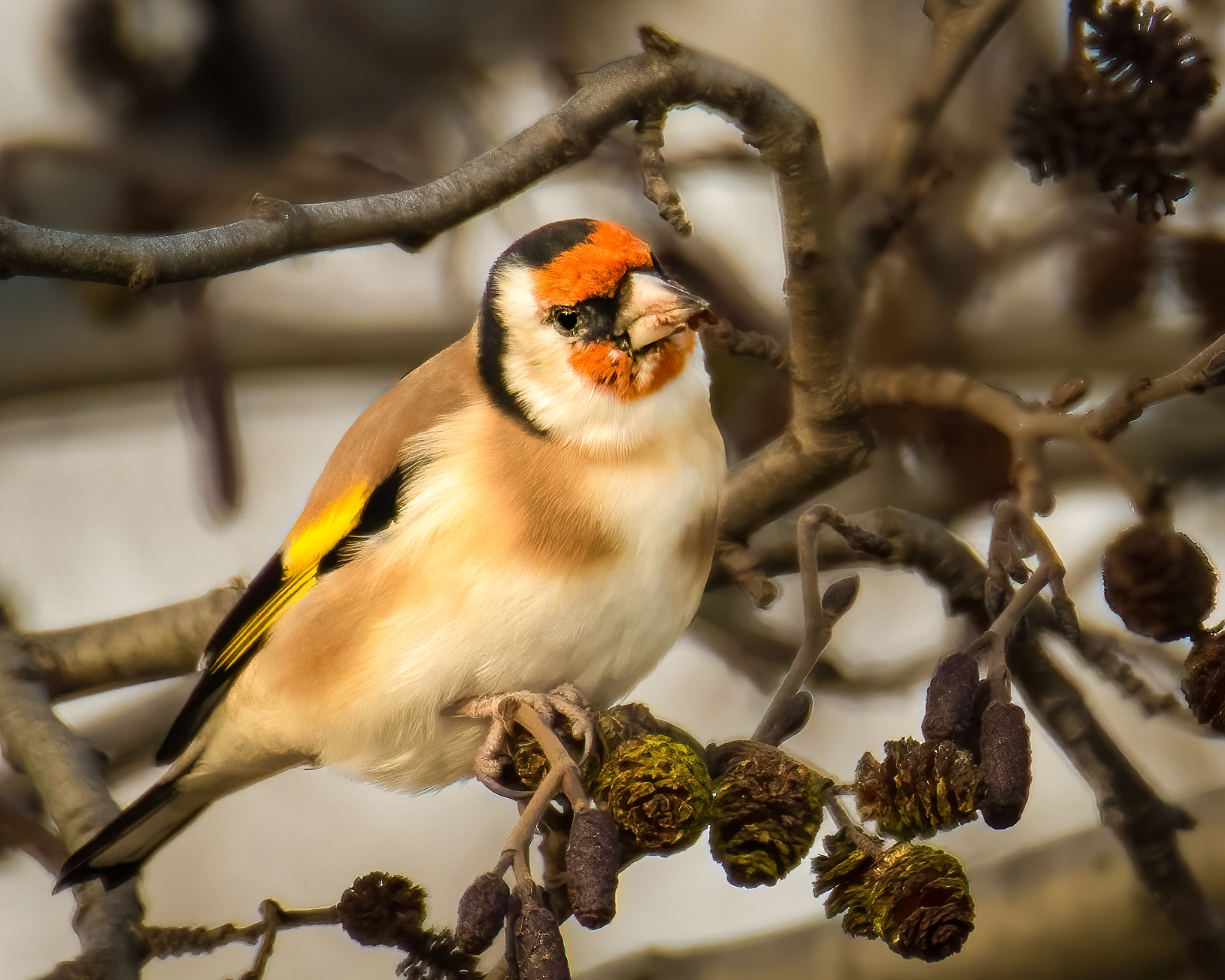 : Carduelis carduelis.