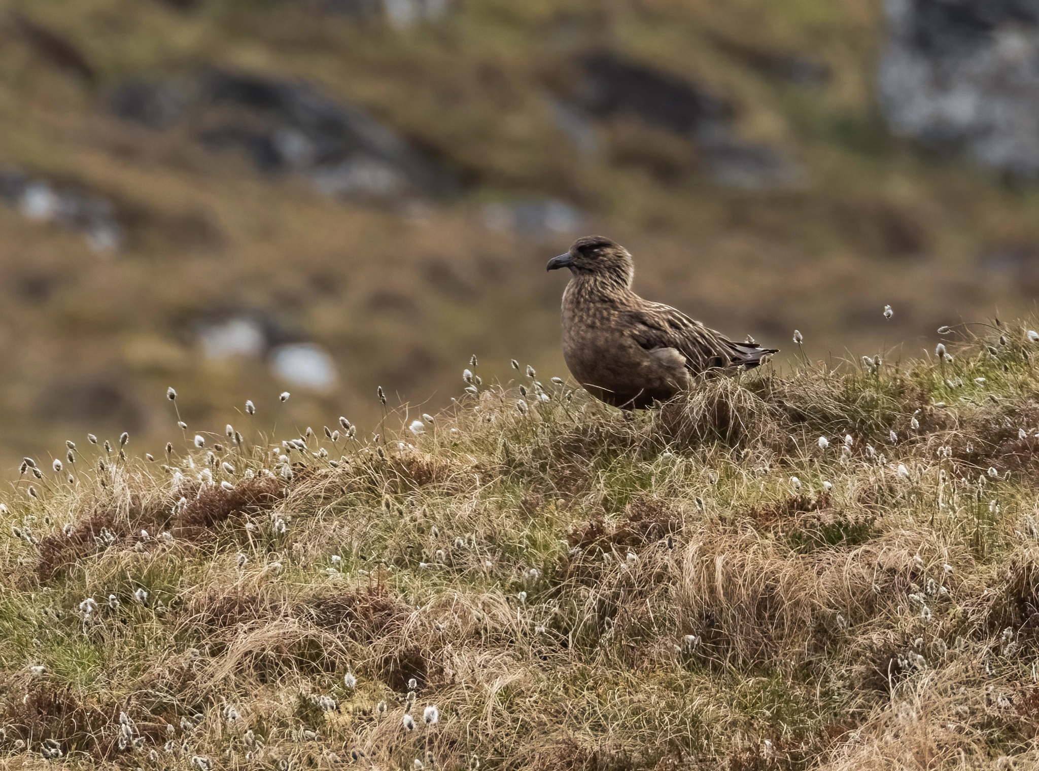 : Stercorarius skua.