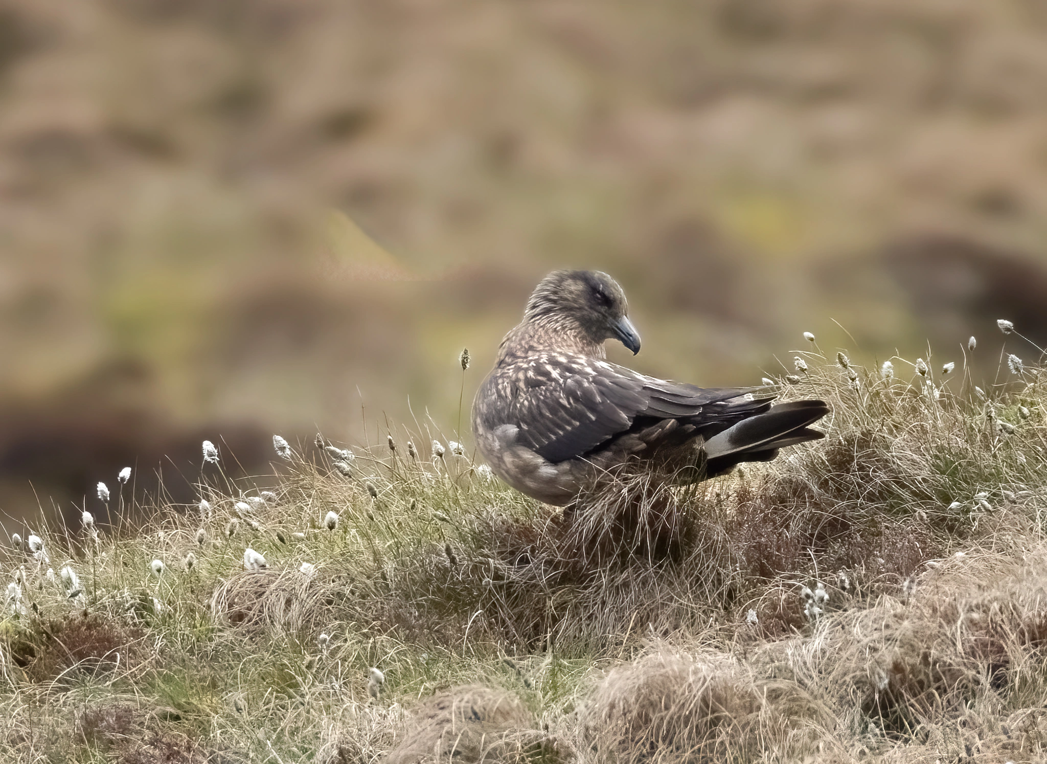 : Stercorarius skua.