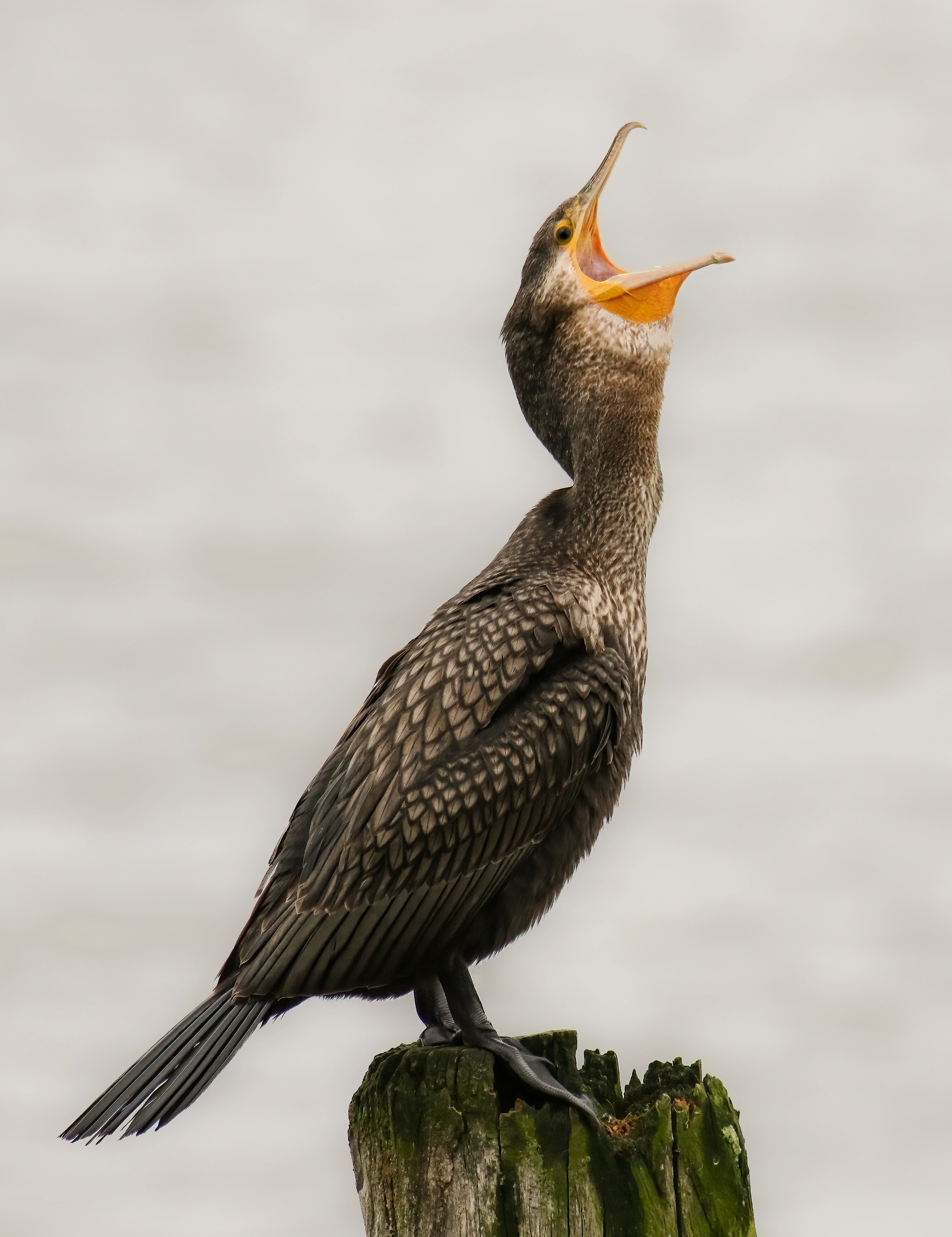 : Phalacrocorax carbo.