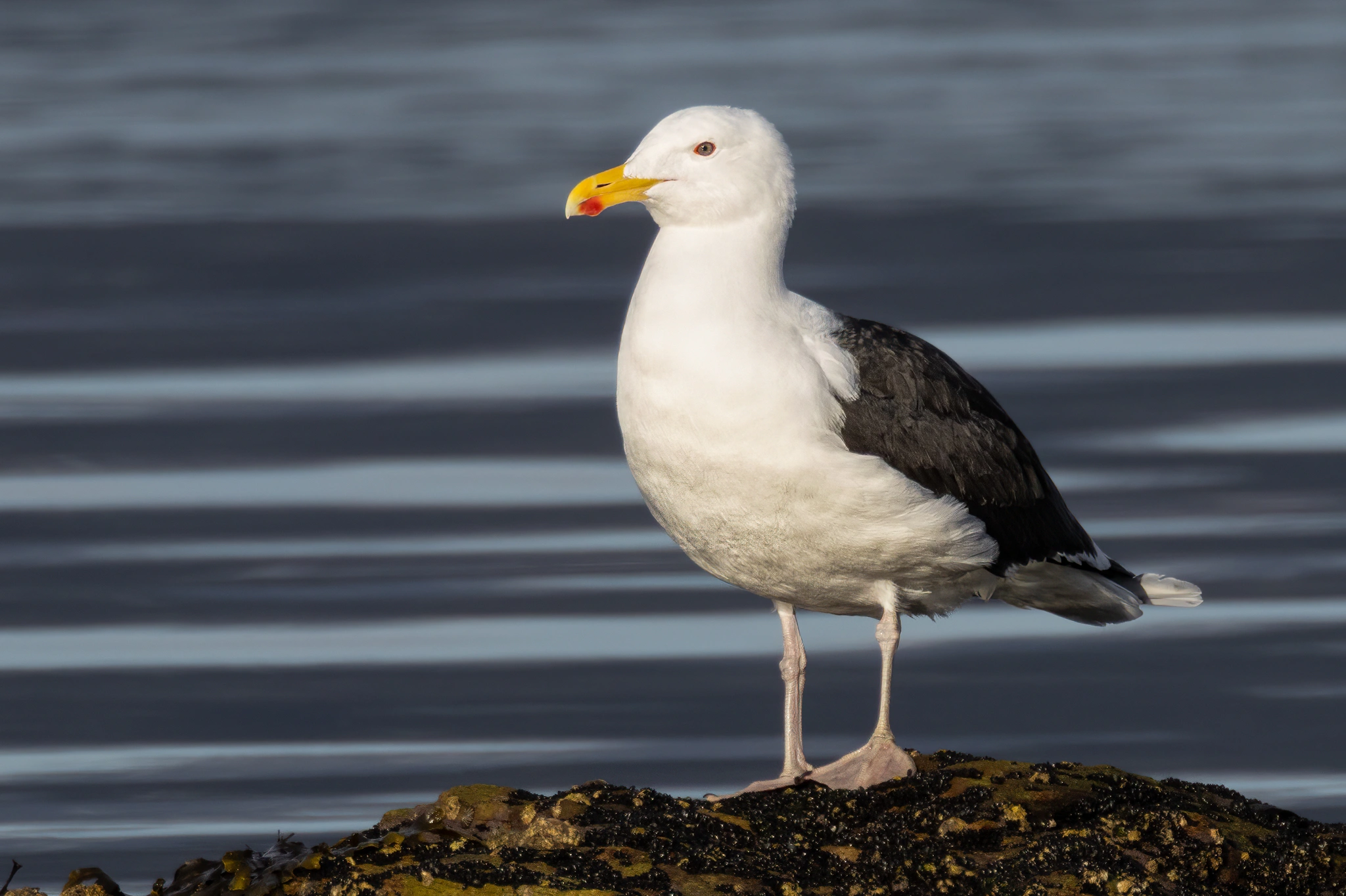 : Larus marinus.