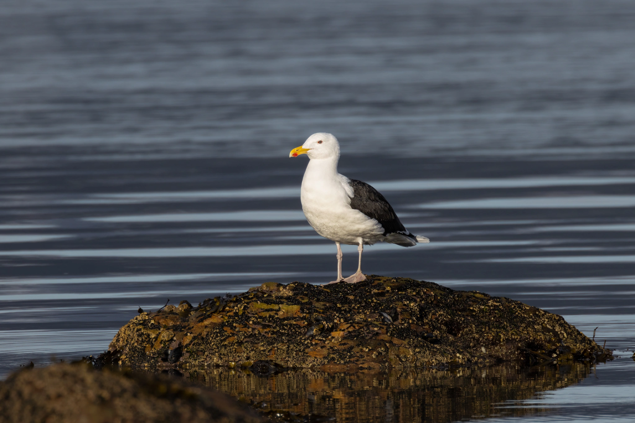 : Larus marinus.