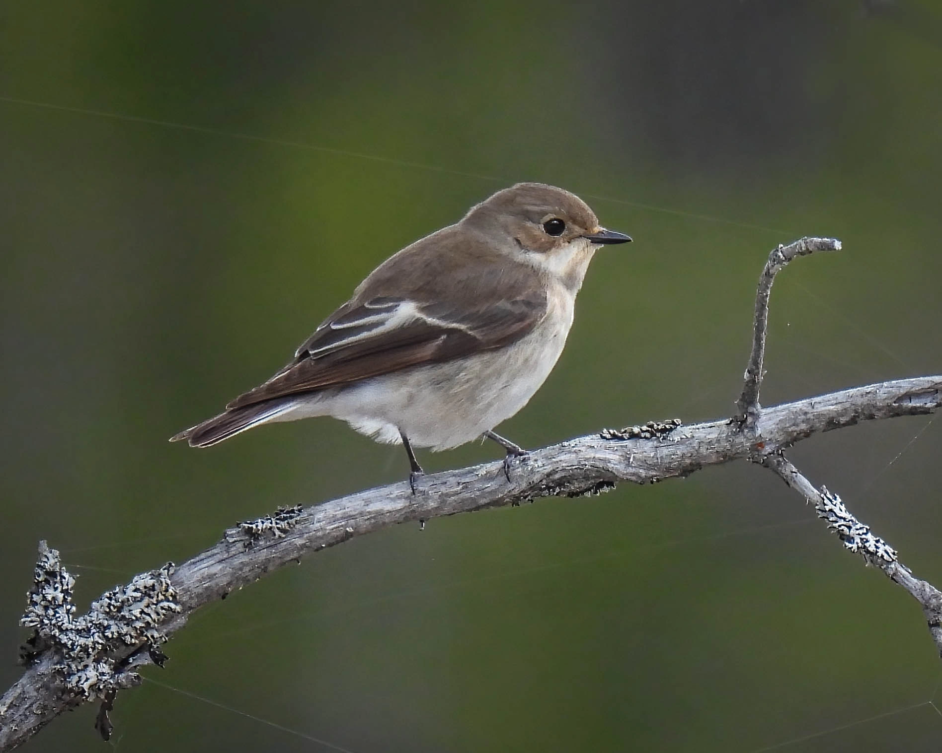 : Ficedula hypoleuca.