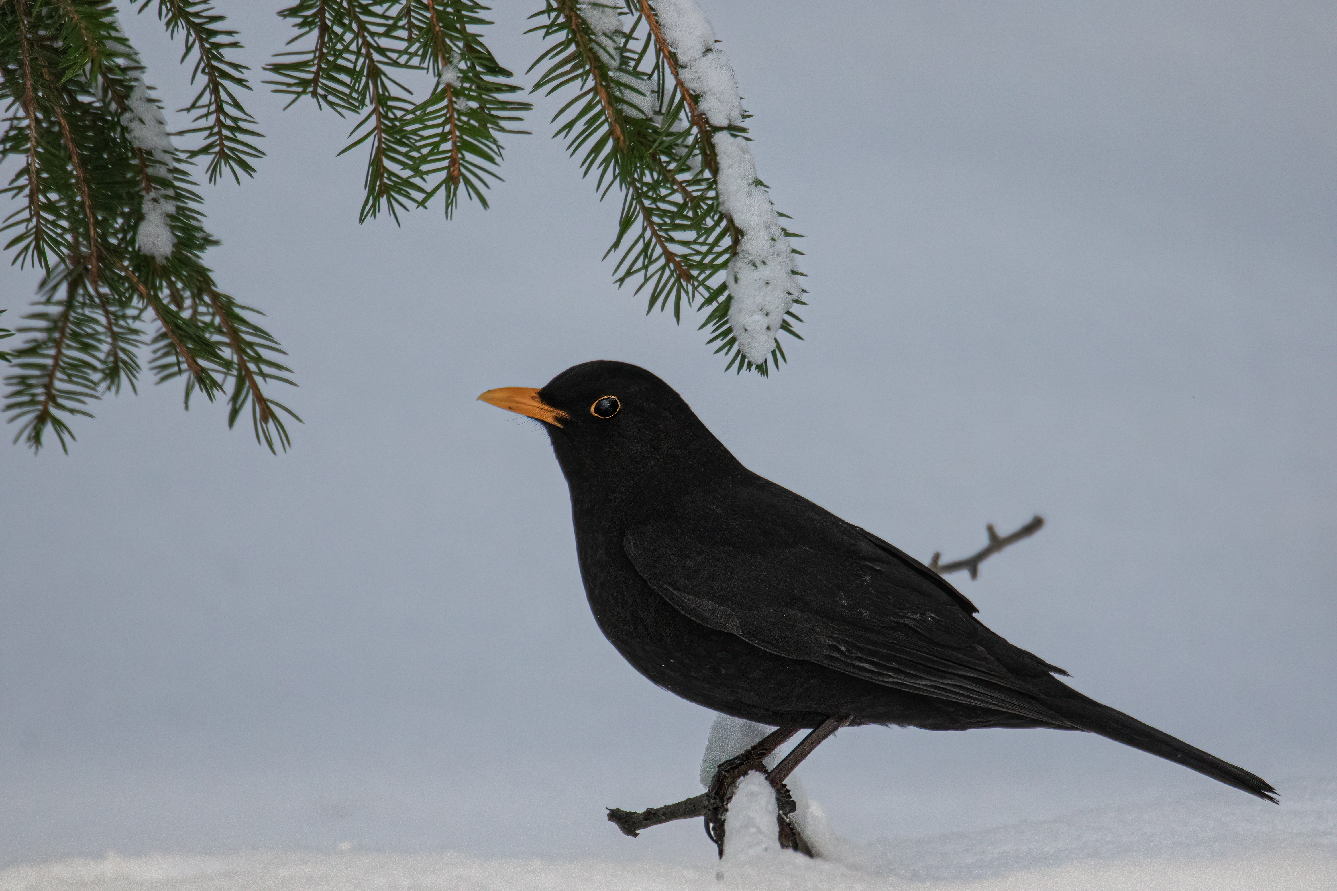 : Turdus merula.