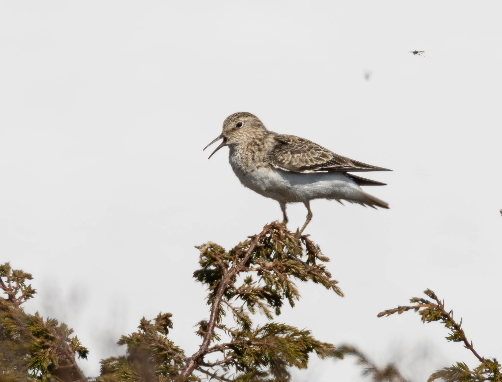 : Calidris temminckii.