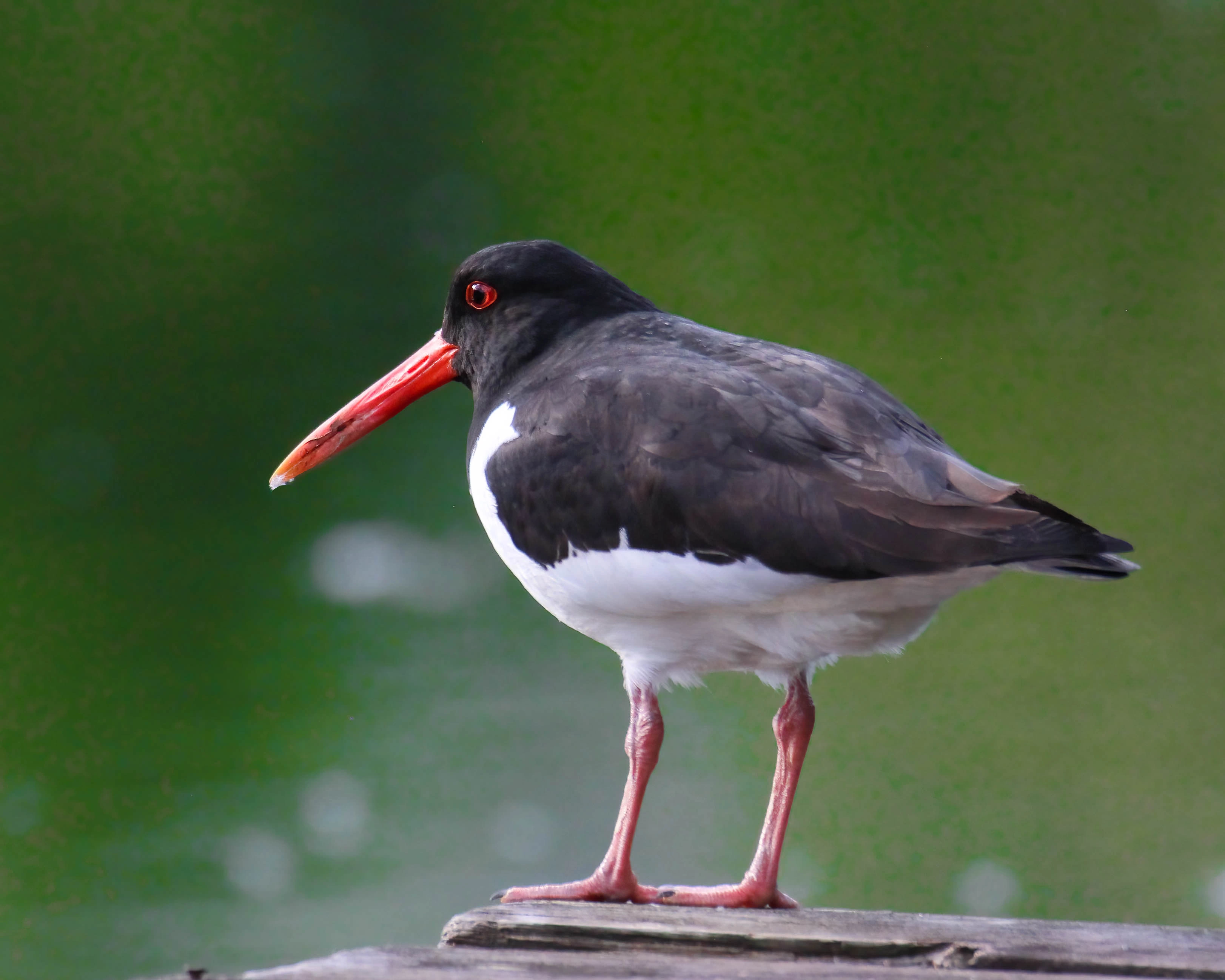 : Haematopus ostralegus.