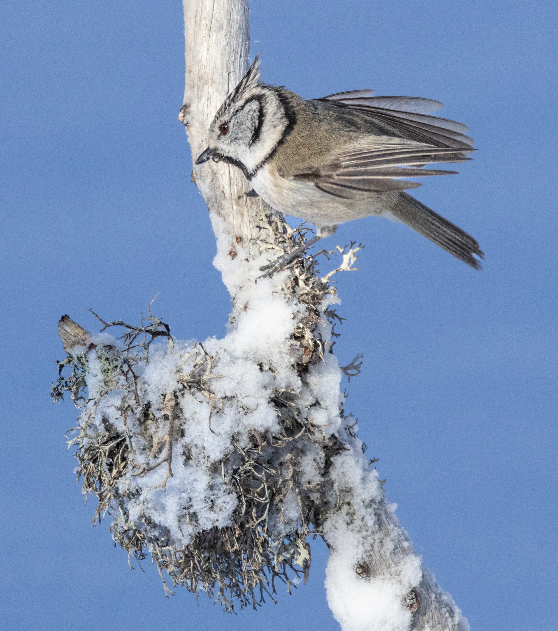 : Lophophanes cristatus.