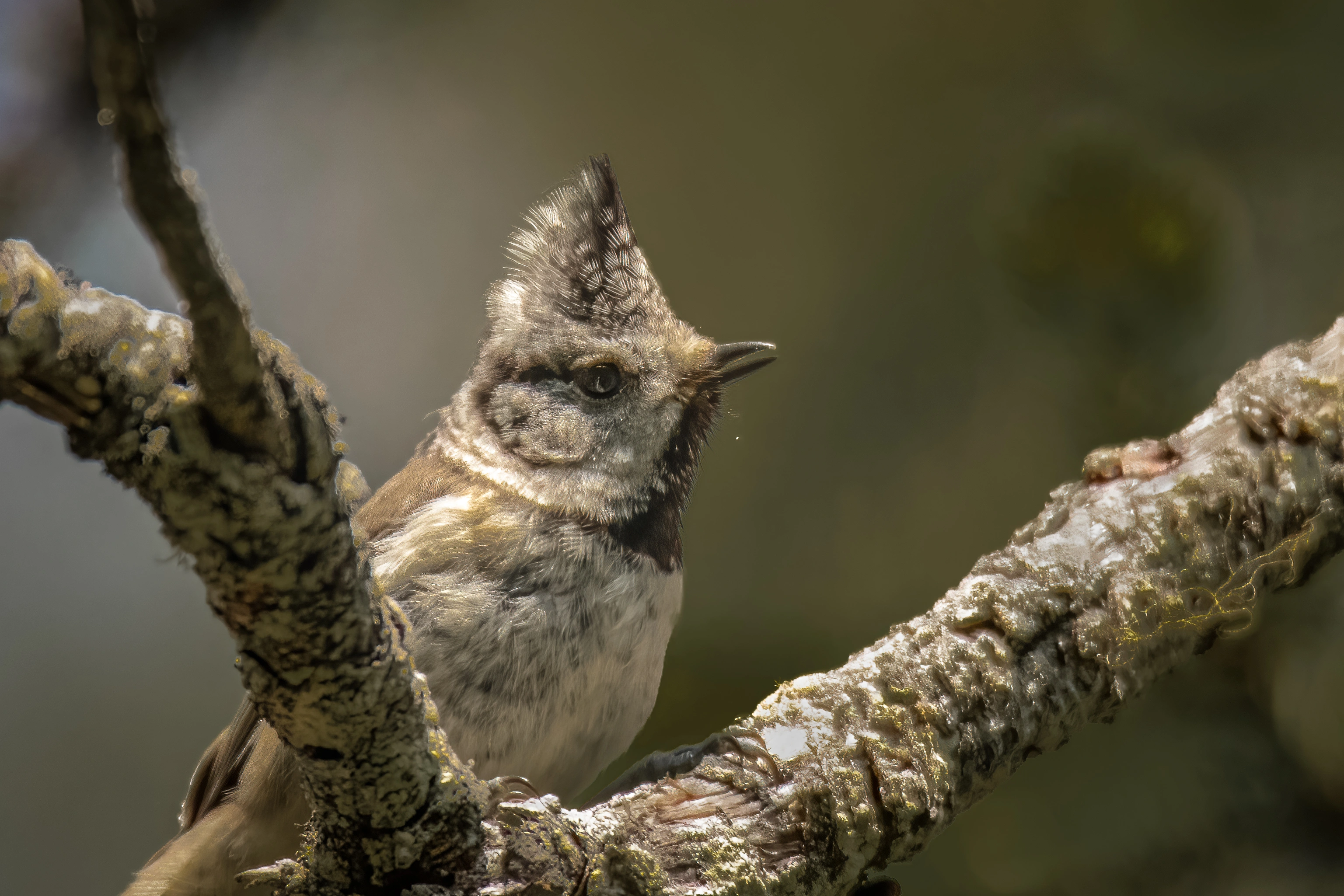 : Lophophanes cristatus.