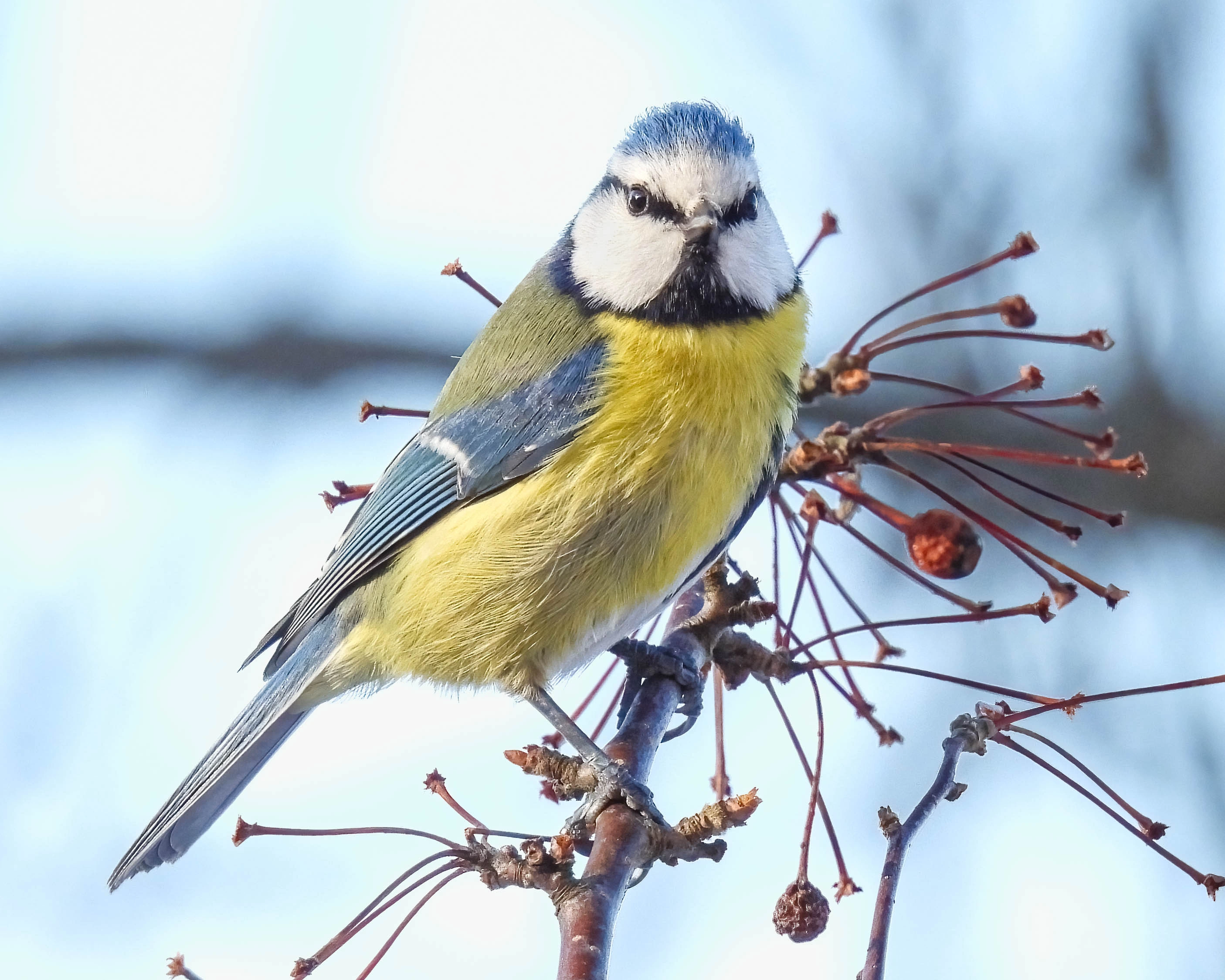 : Cyanistes caeruleus.