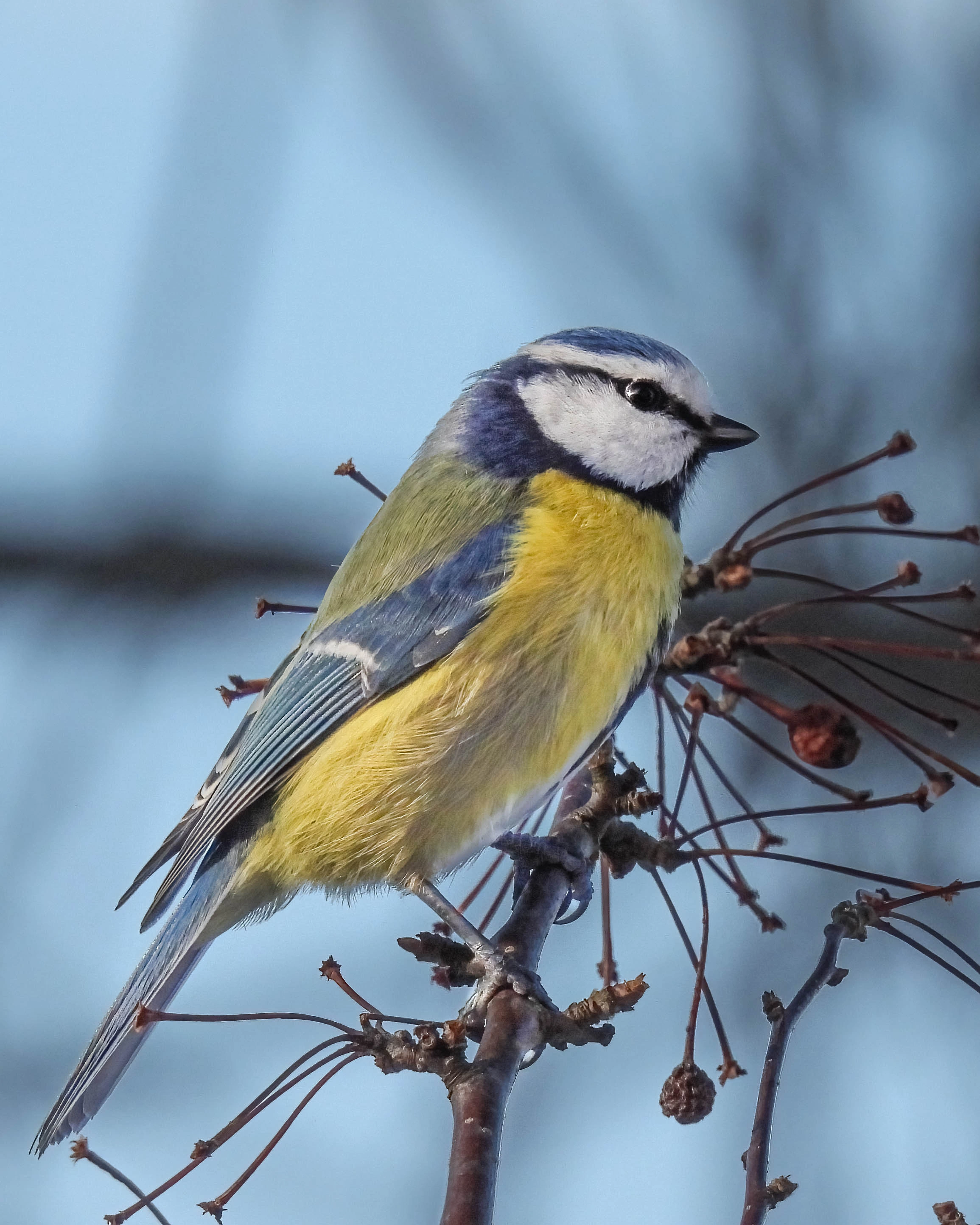 : Cyanistes caeruleus.