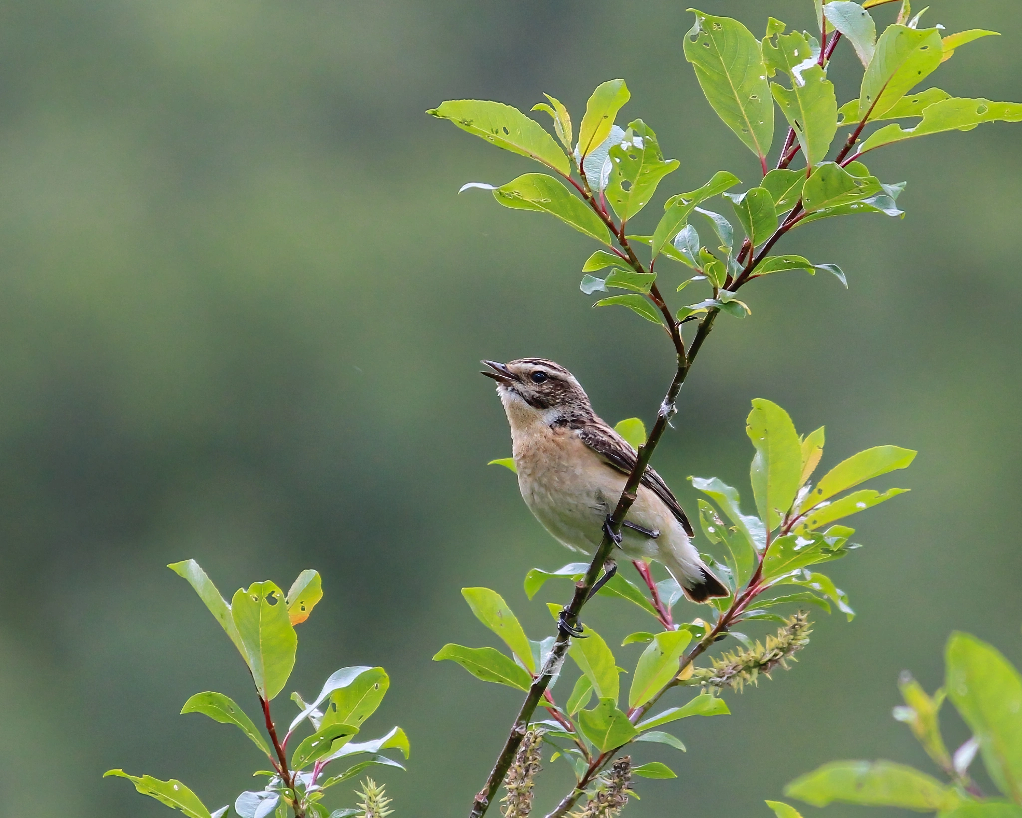 : Saxicola rubetra.