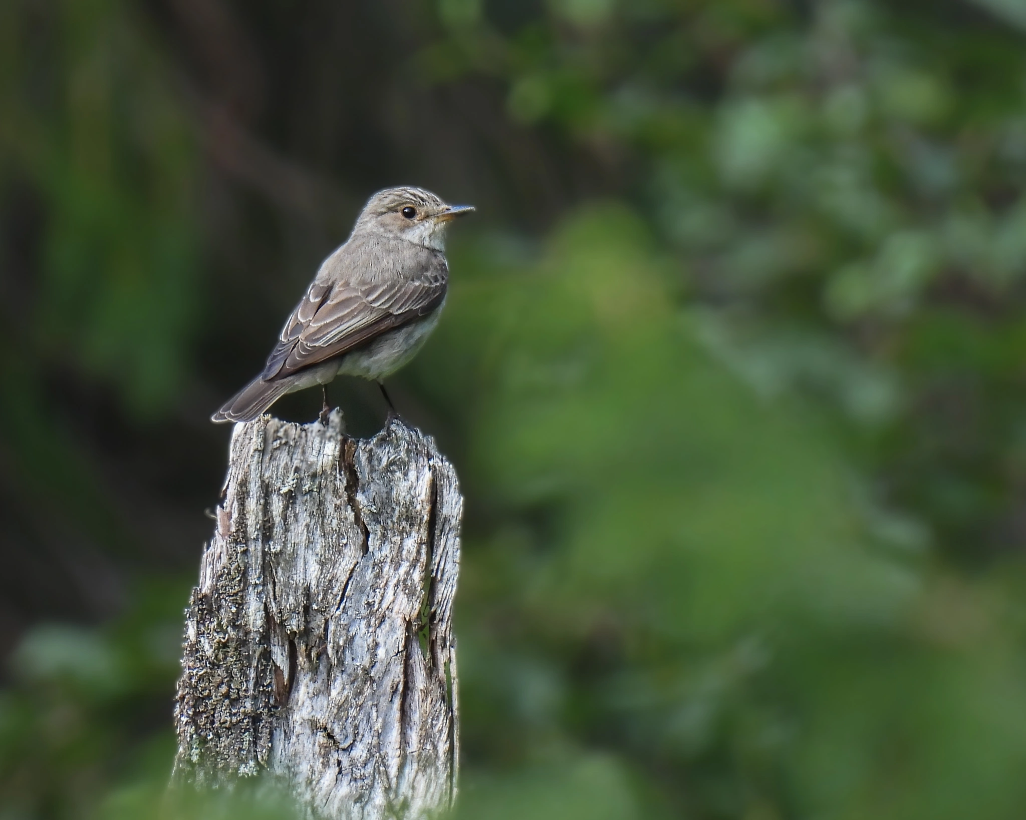 : Muscicapa striata.