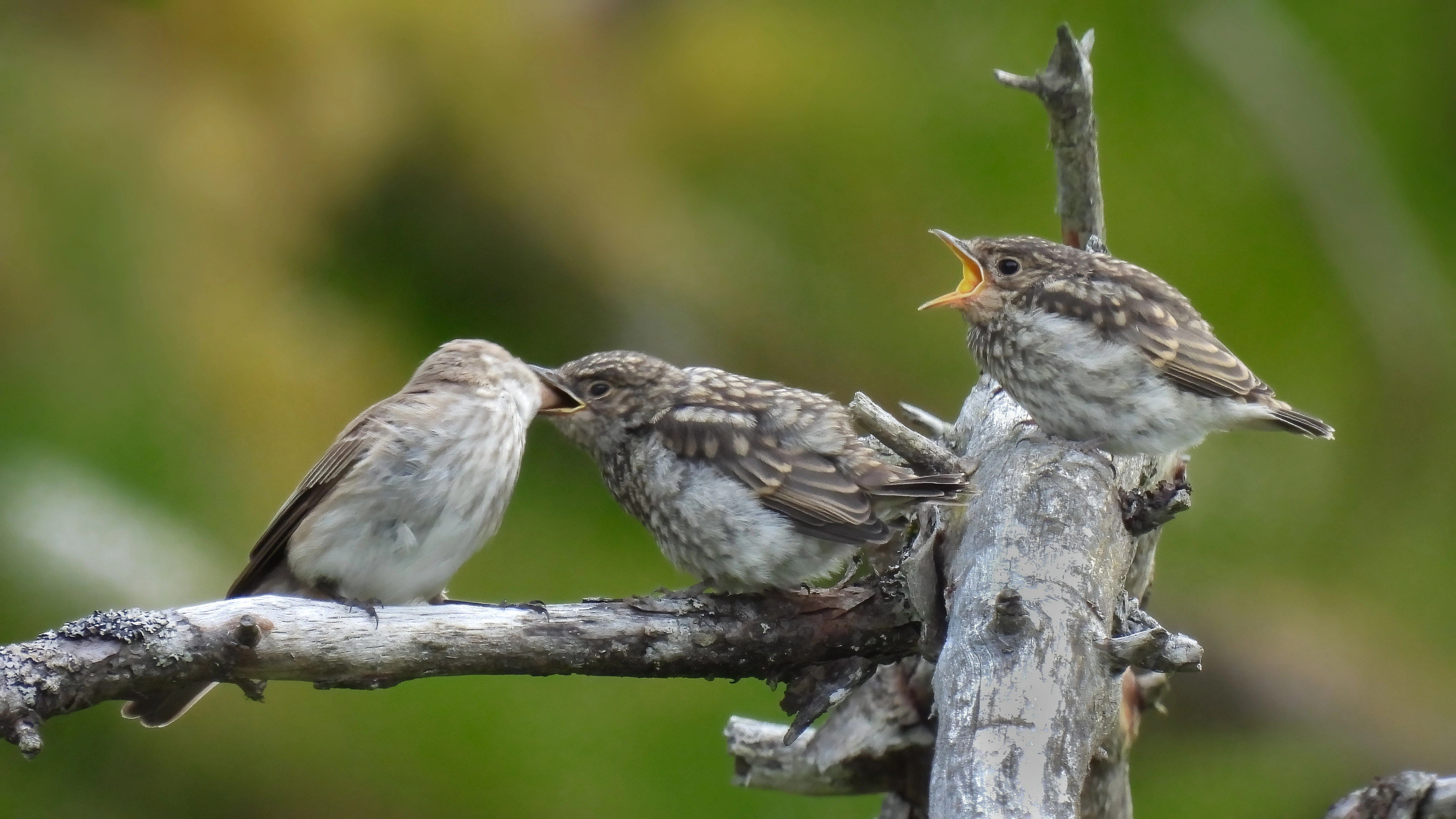 : Muscicapa striata.