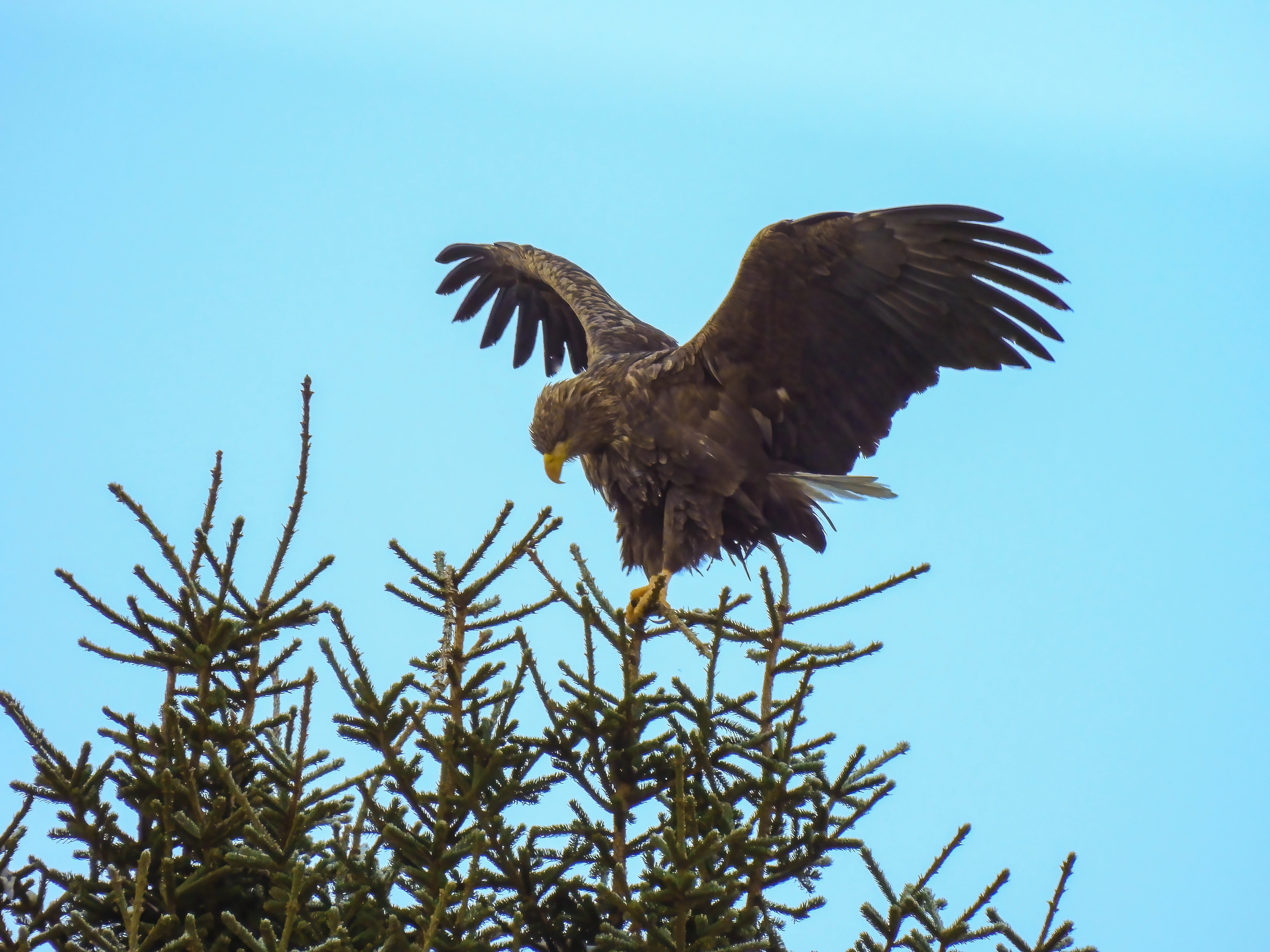 : Haliaeetus albicilla.