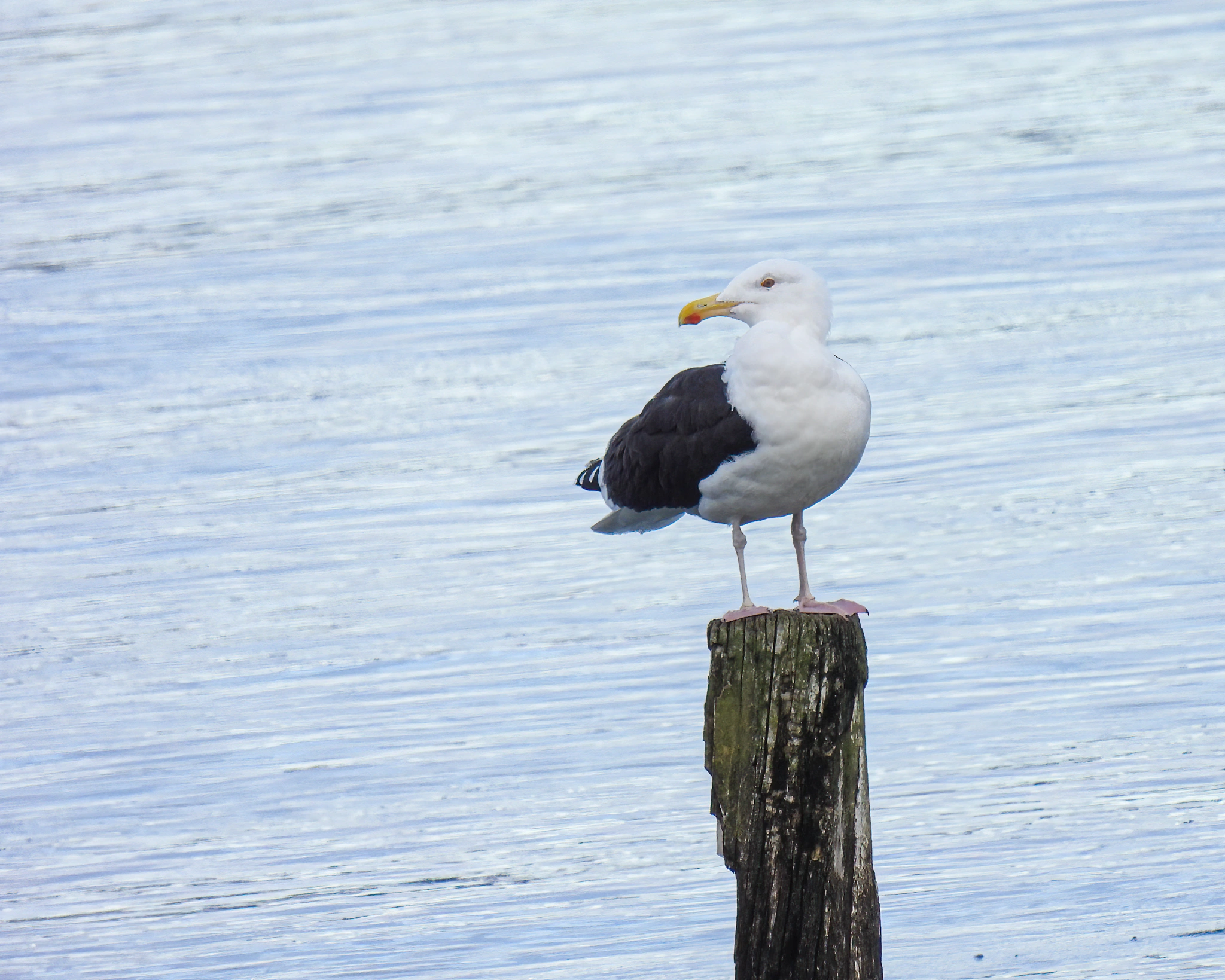 : Larus marinus.