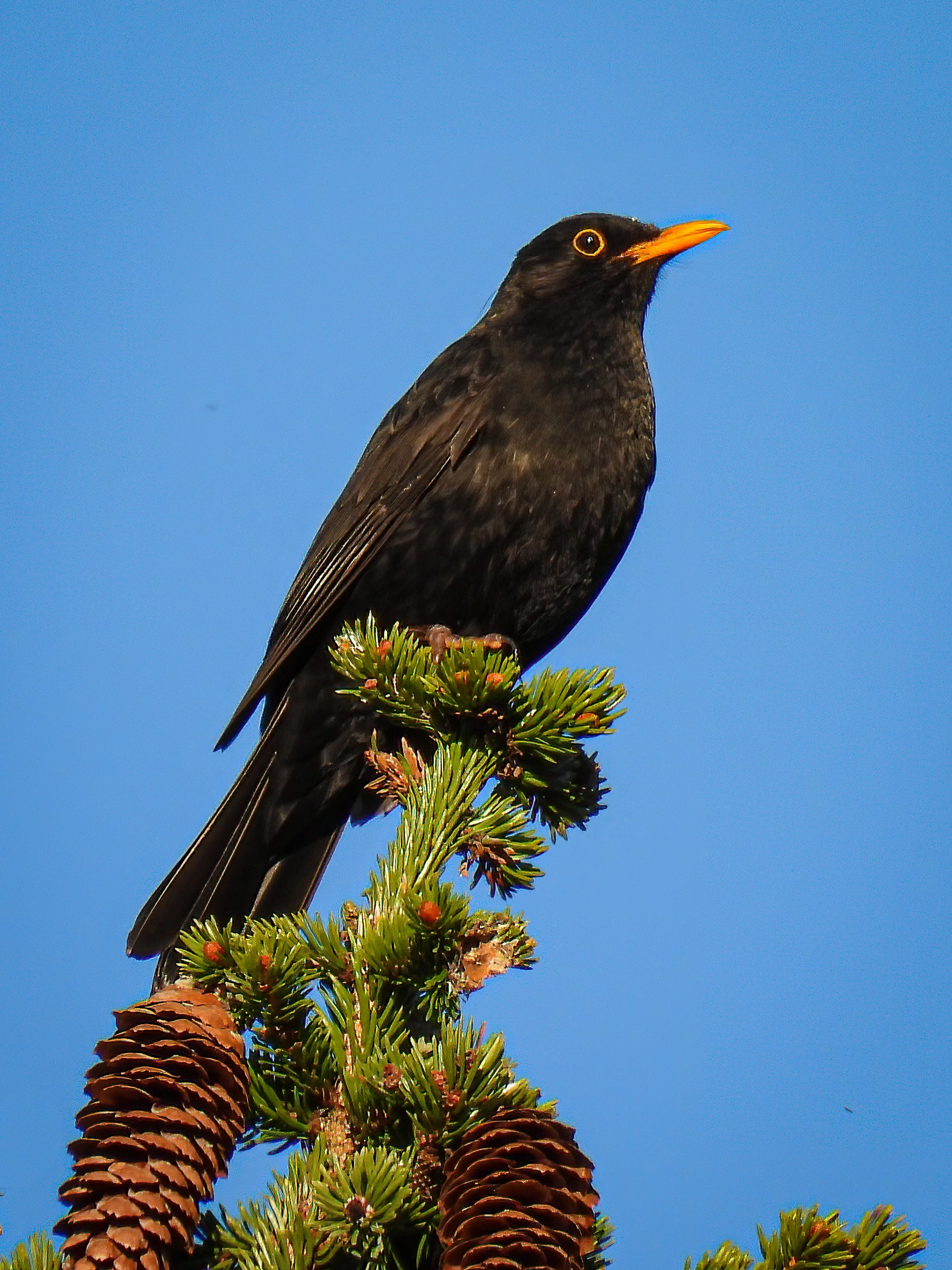 : Turdus merula.