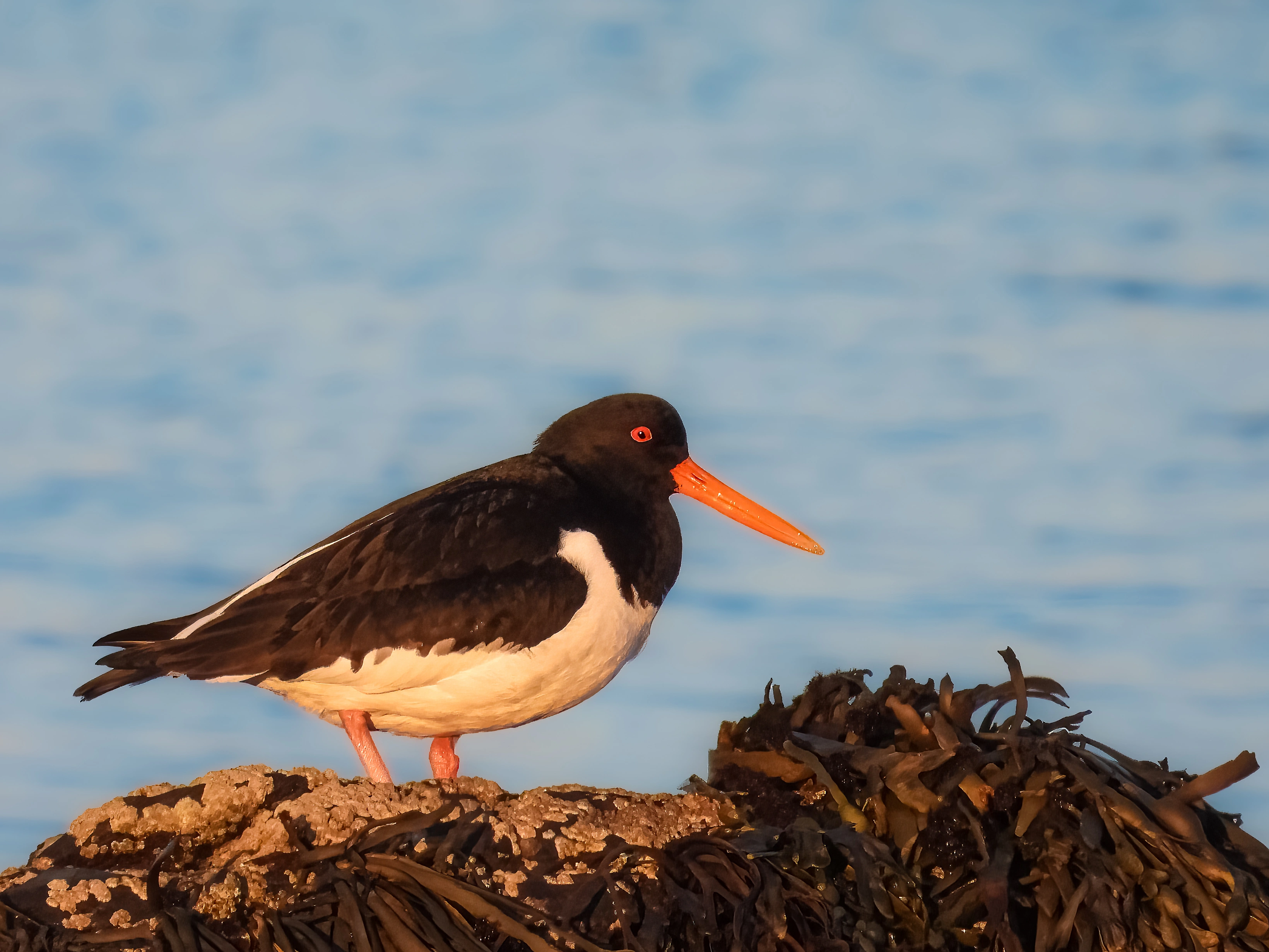 : Haematopus ostralegus.