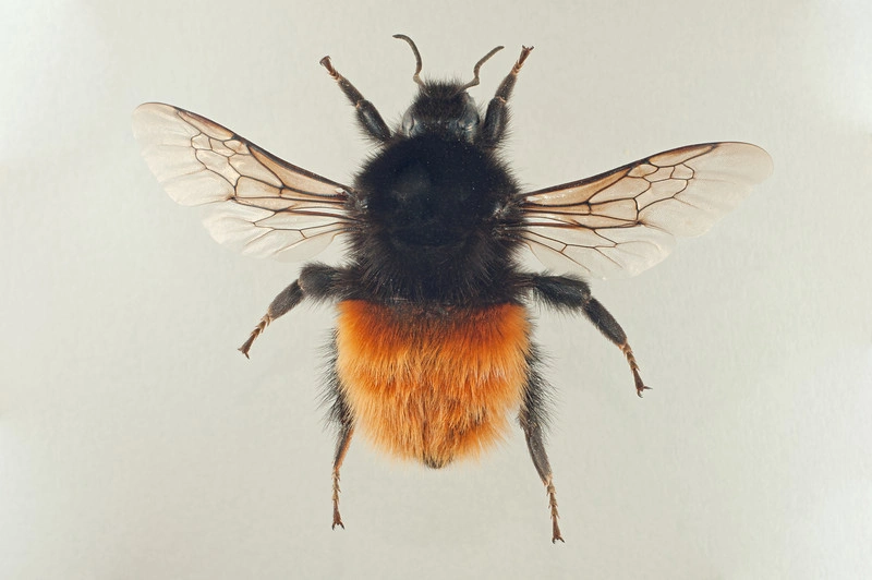 : Bombus (Alpinobombus) alpinus.