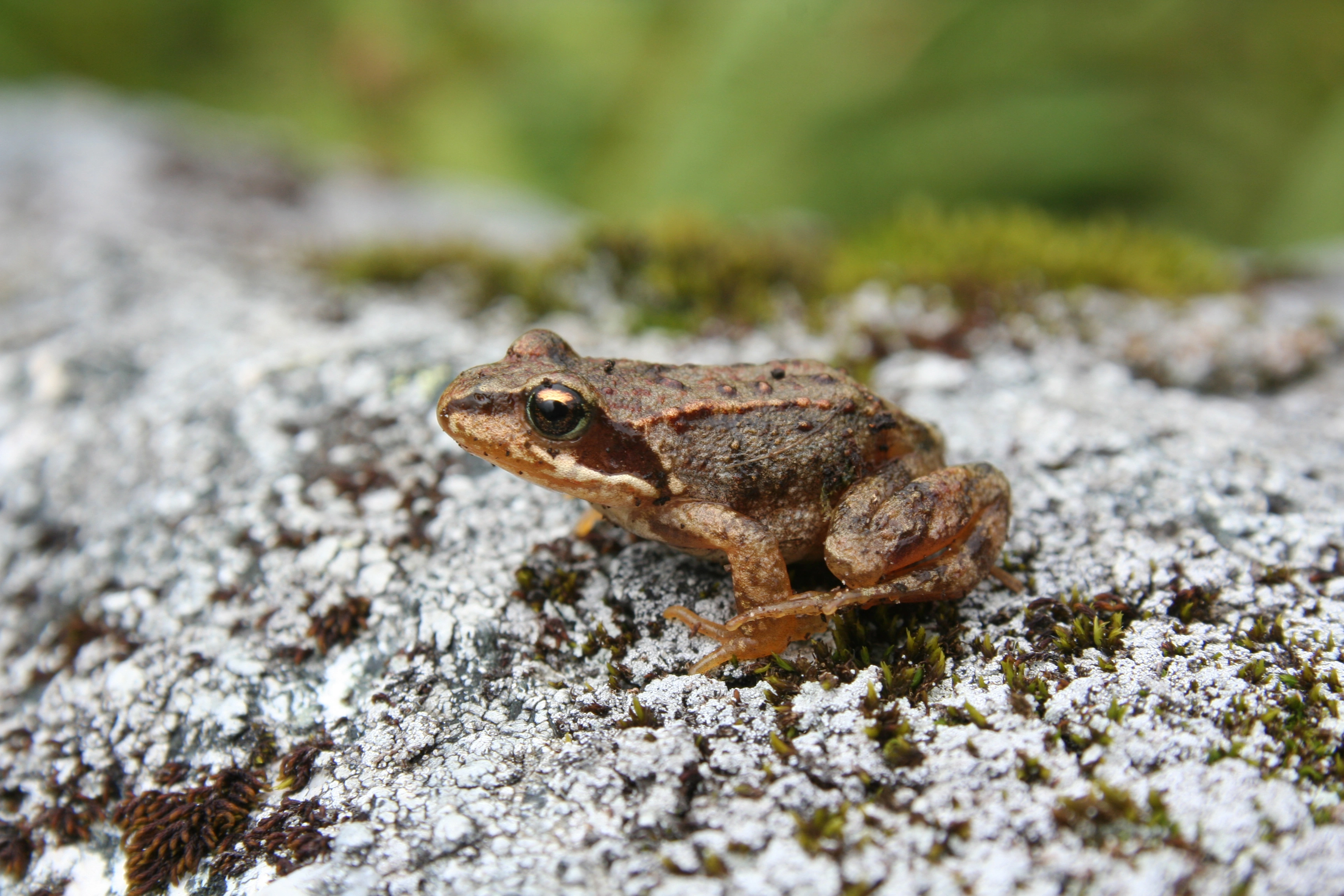 : Rana (Rana) temporaria.