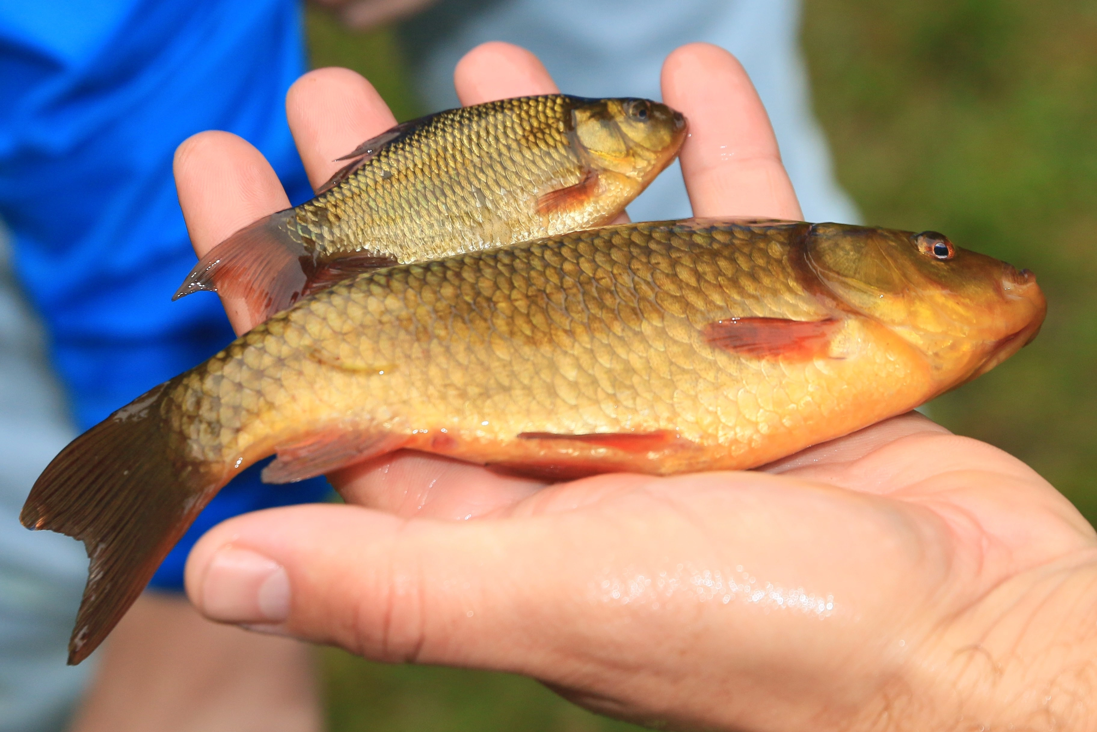 : Carassius carassius.