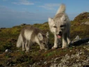 : Vulpes lagopus.