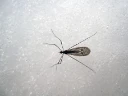 : Trichoceridae.