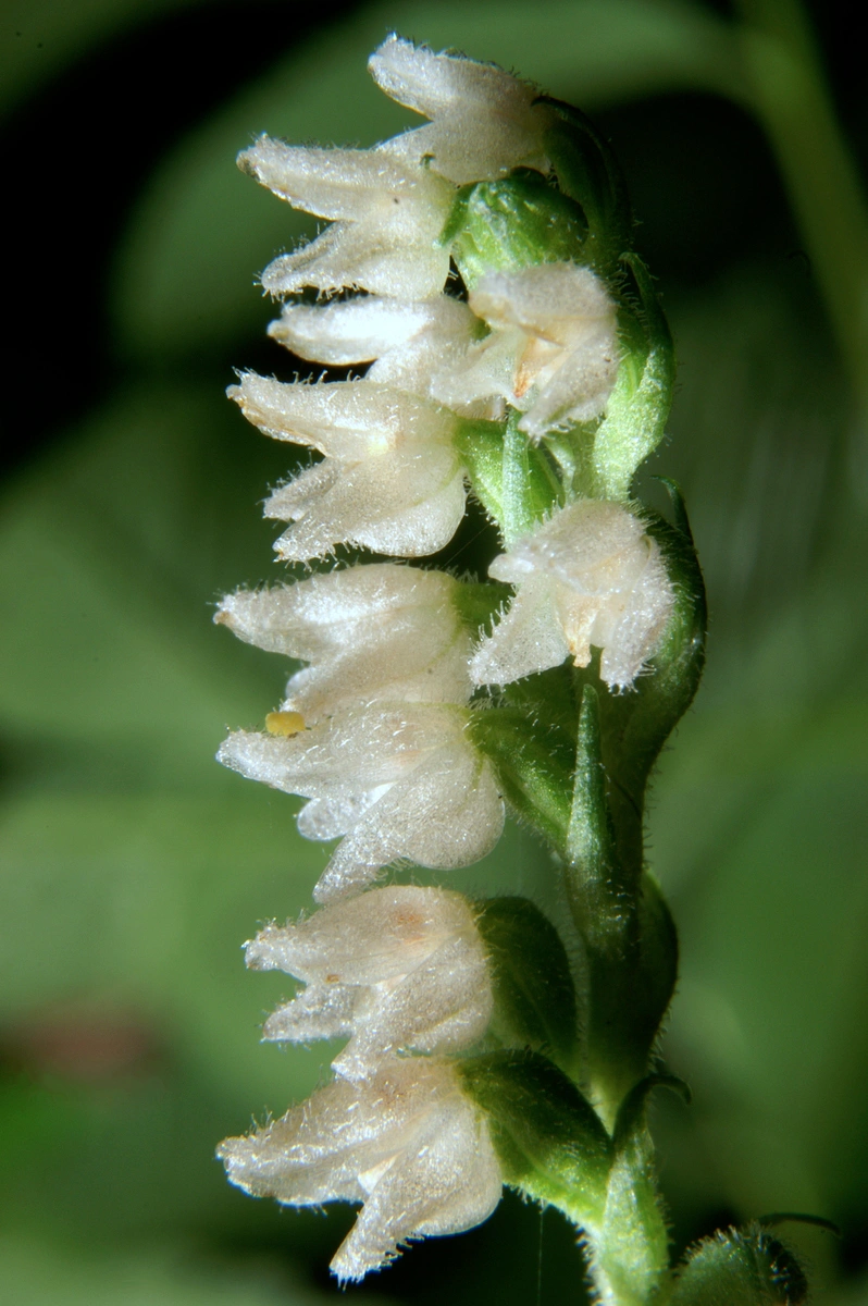 : Goodyera repens.