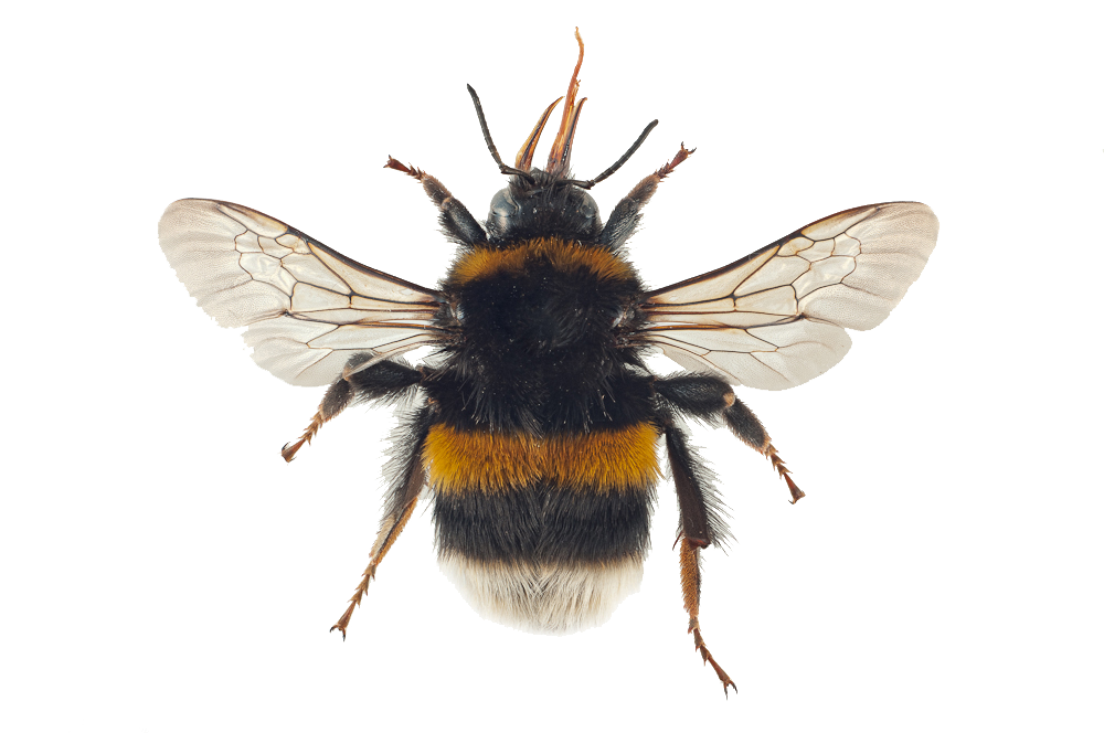 : Bombus terrestris.