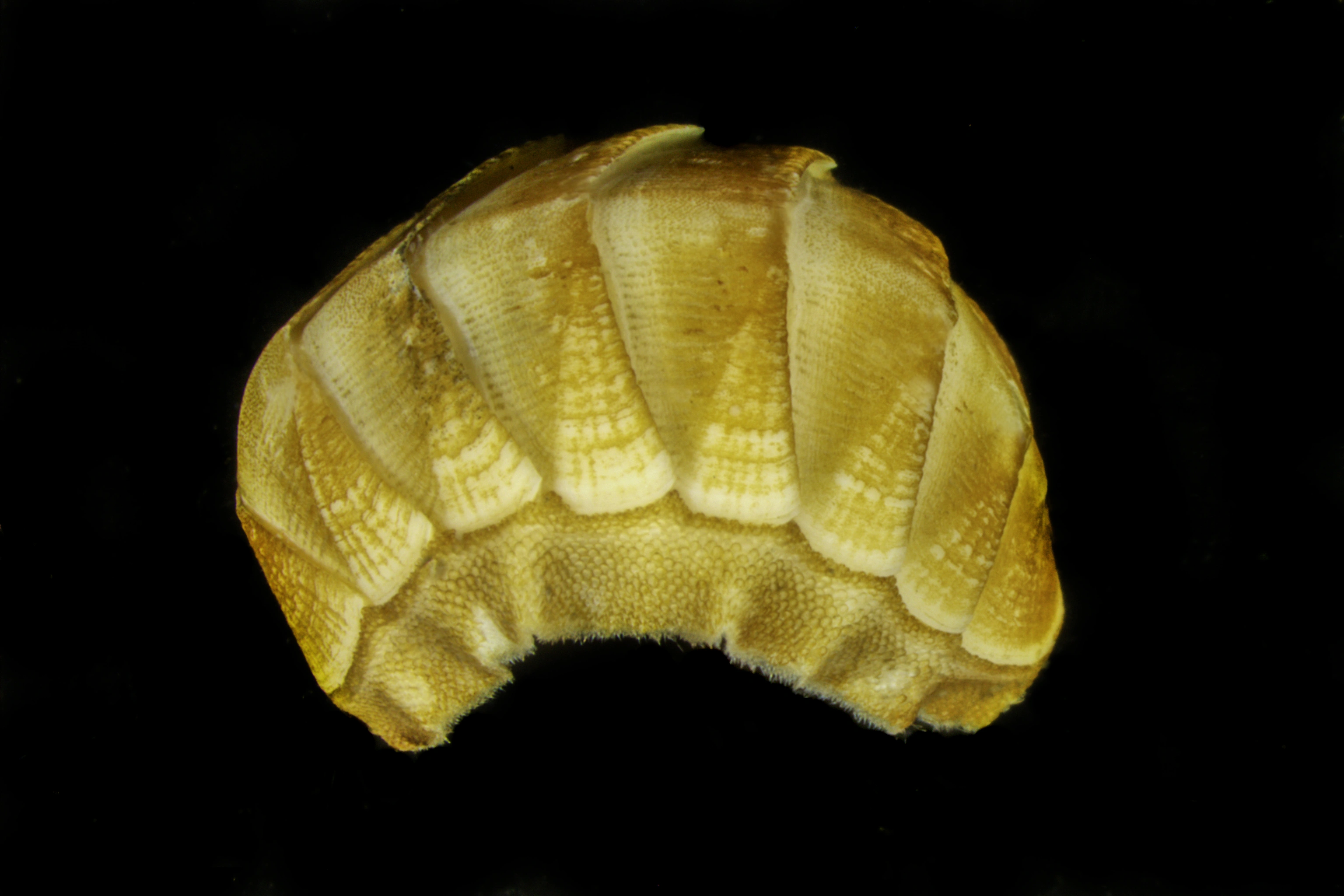 : Stenosemus exaratus.