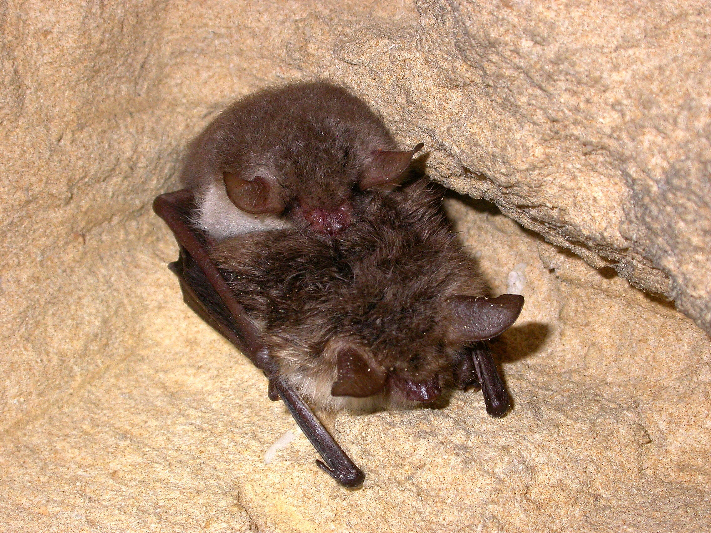 : Myotis nattereri.