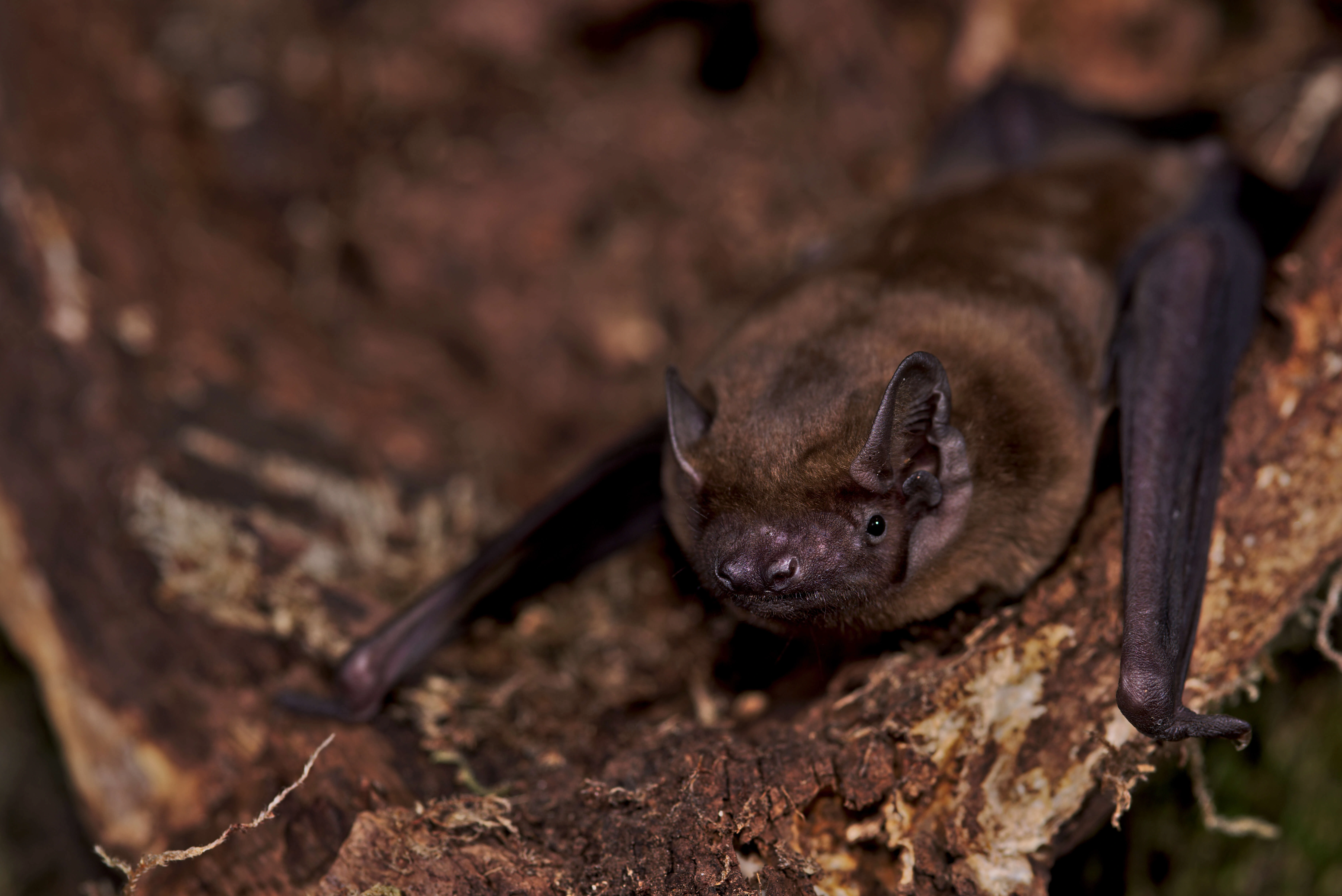 : Nyctalus noctula.