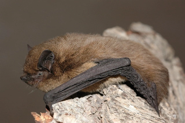 : Pipistrellus nathusii.