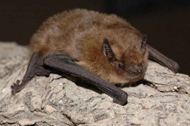 : Pipistrellus pygmaeus.