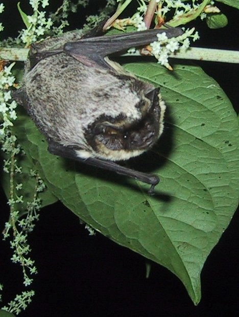 : Vespertilio murinus.