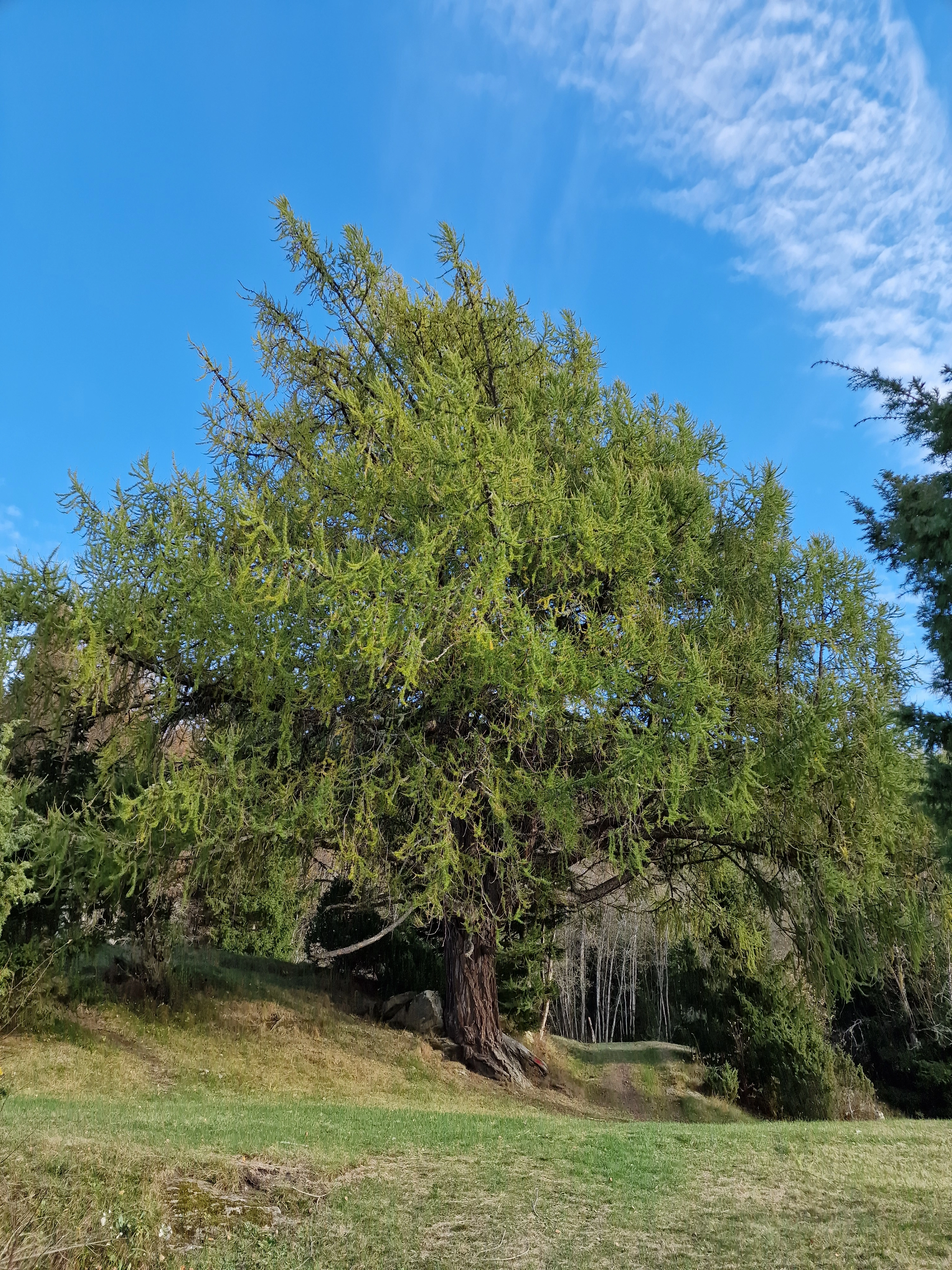 : Larix decidua.