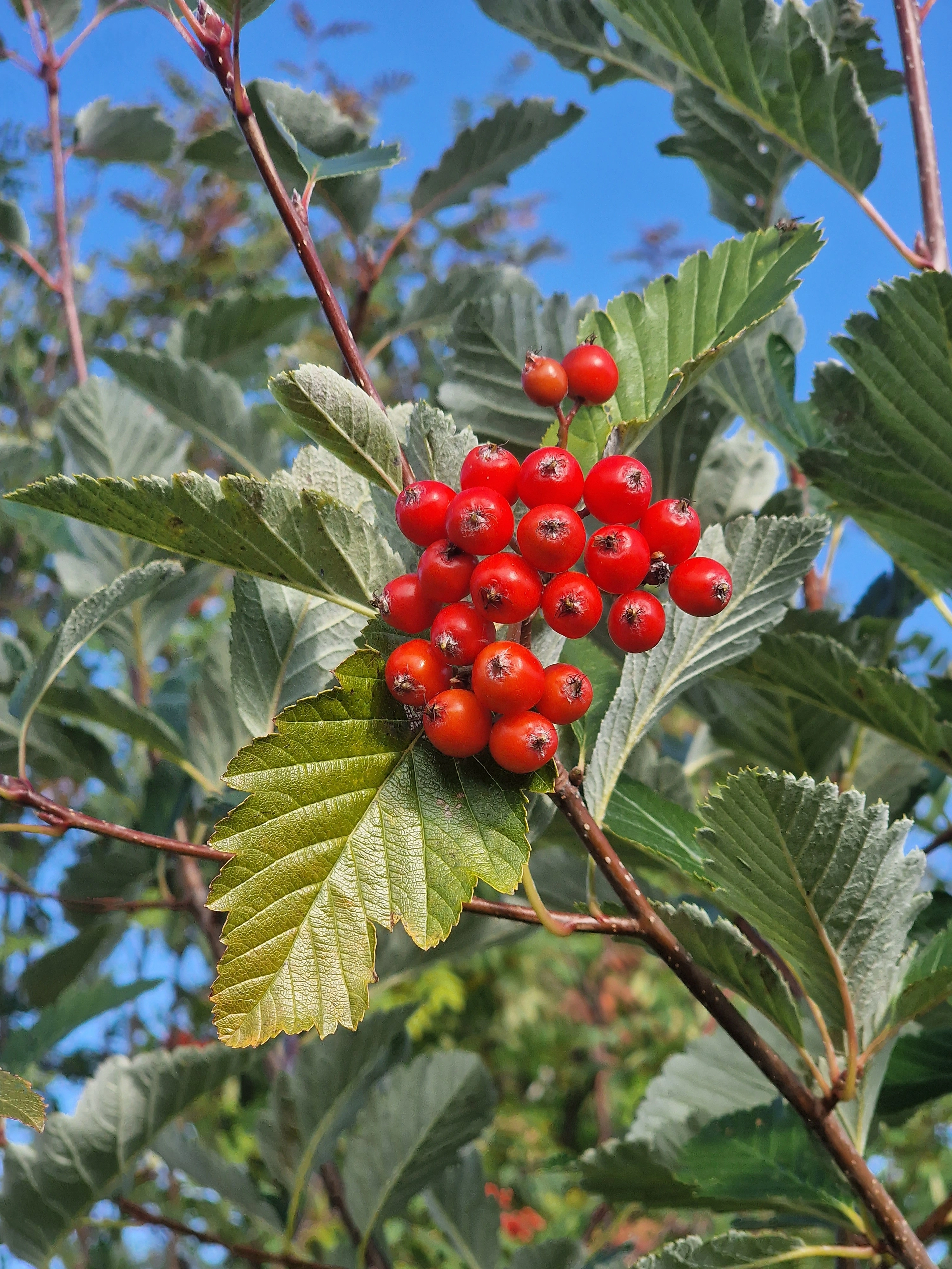 : Hedlundia mougeotii.