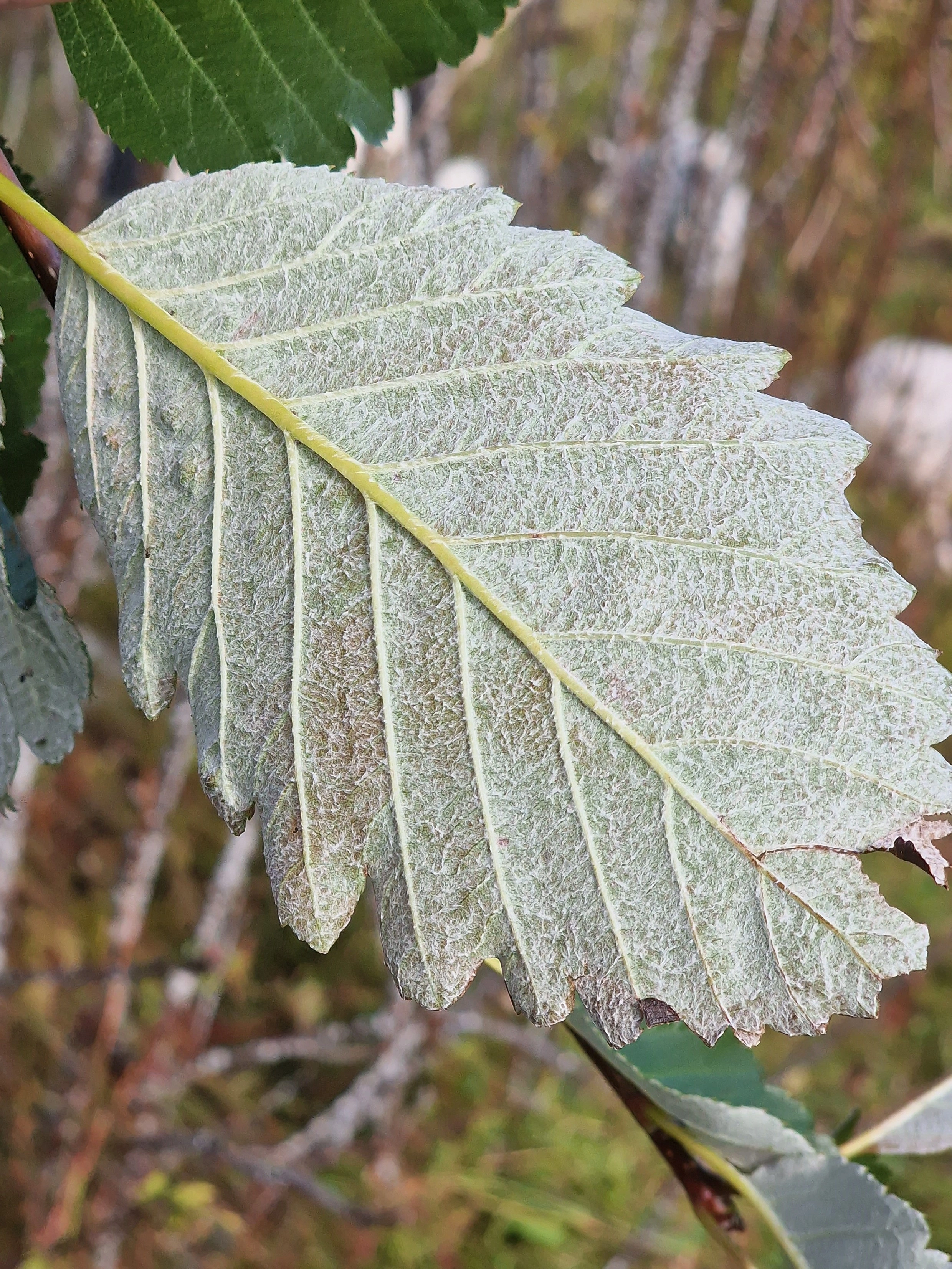 : Hedlundia mougeotii.