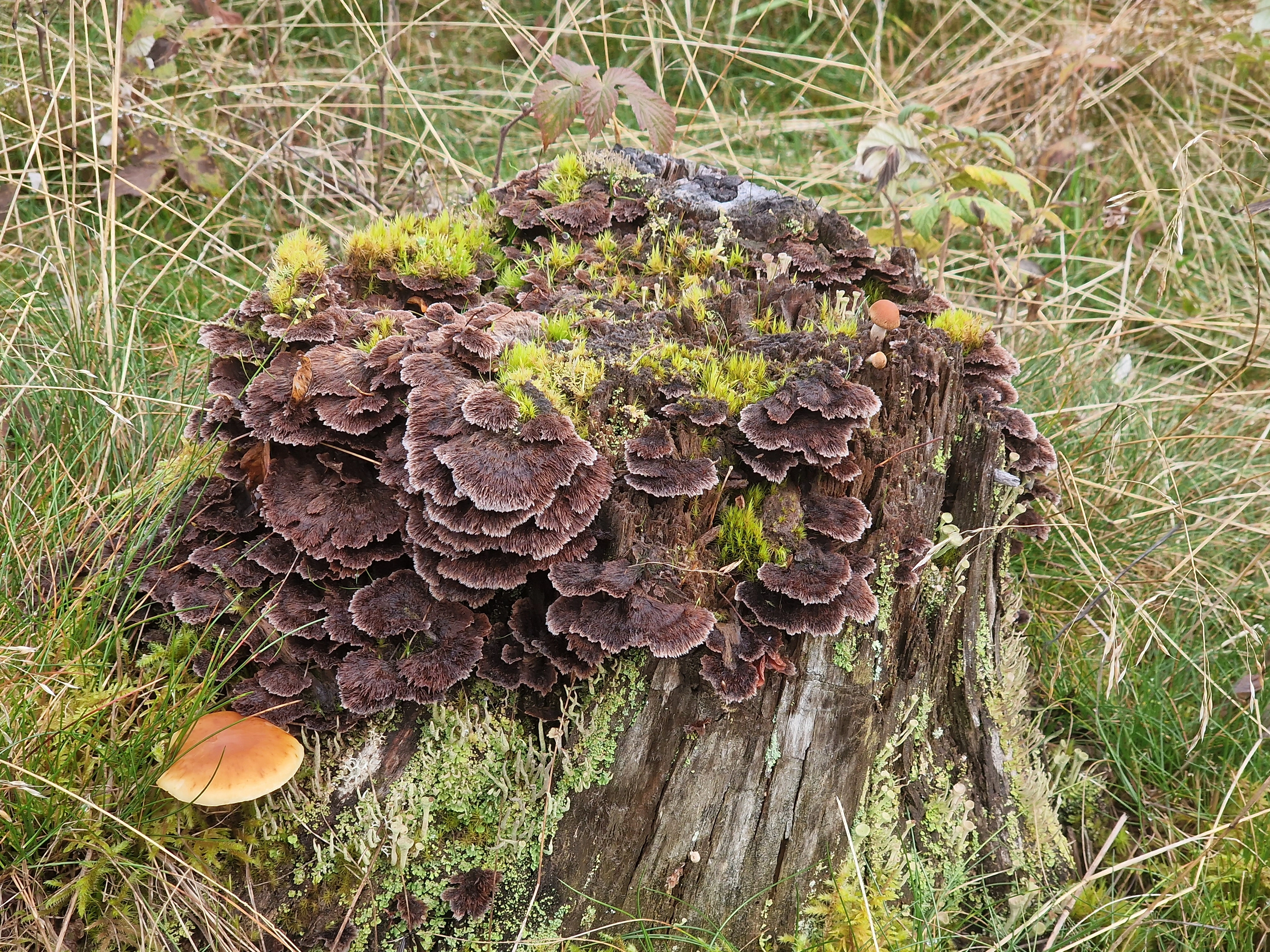 : Thelephora terrestris.