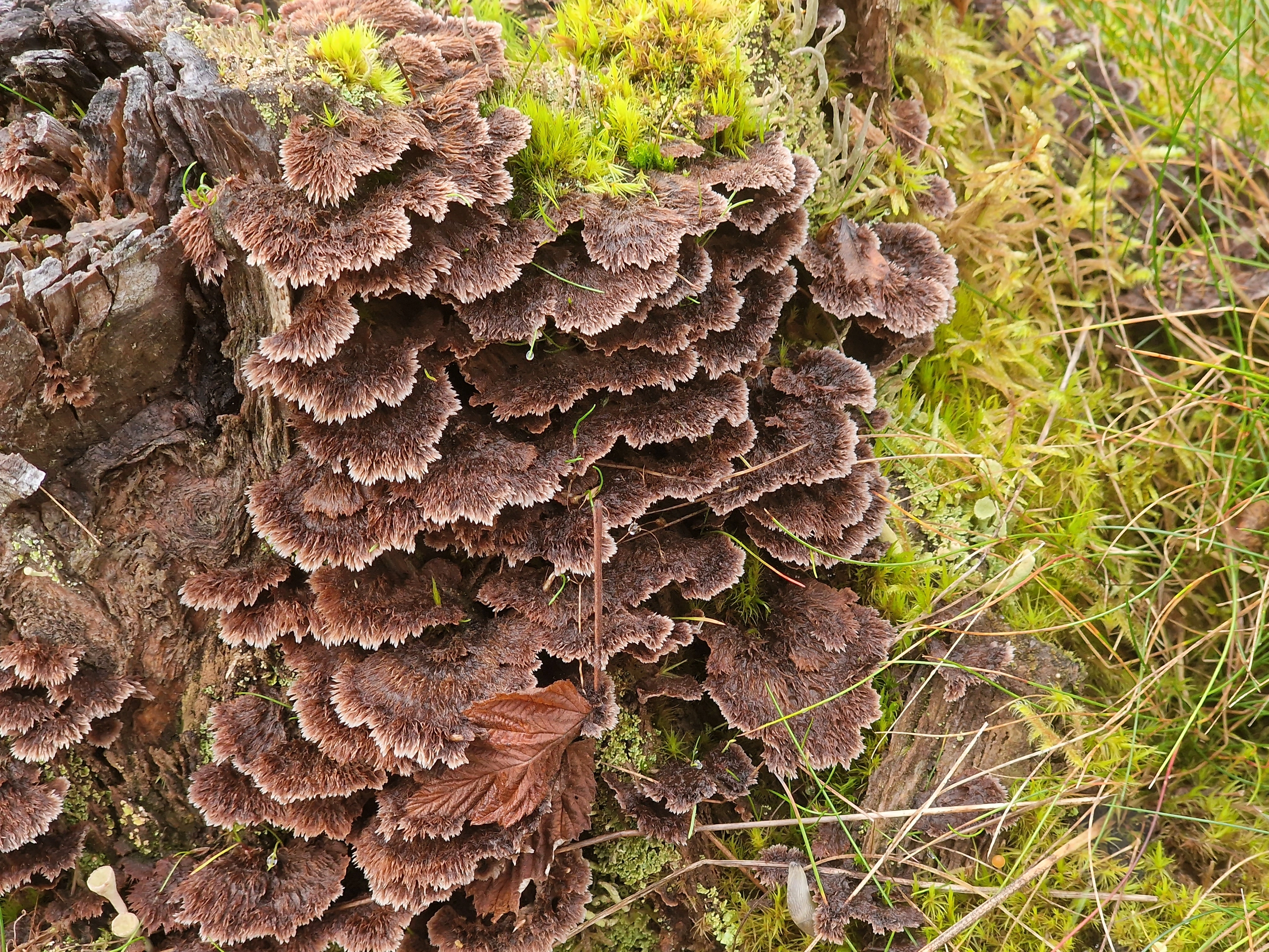 : Thelephora terrestris.