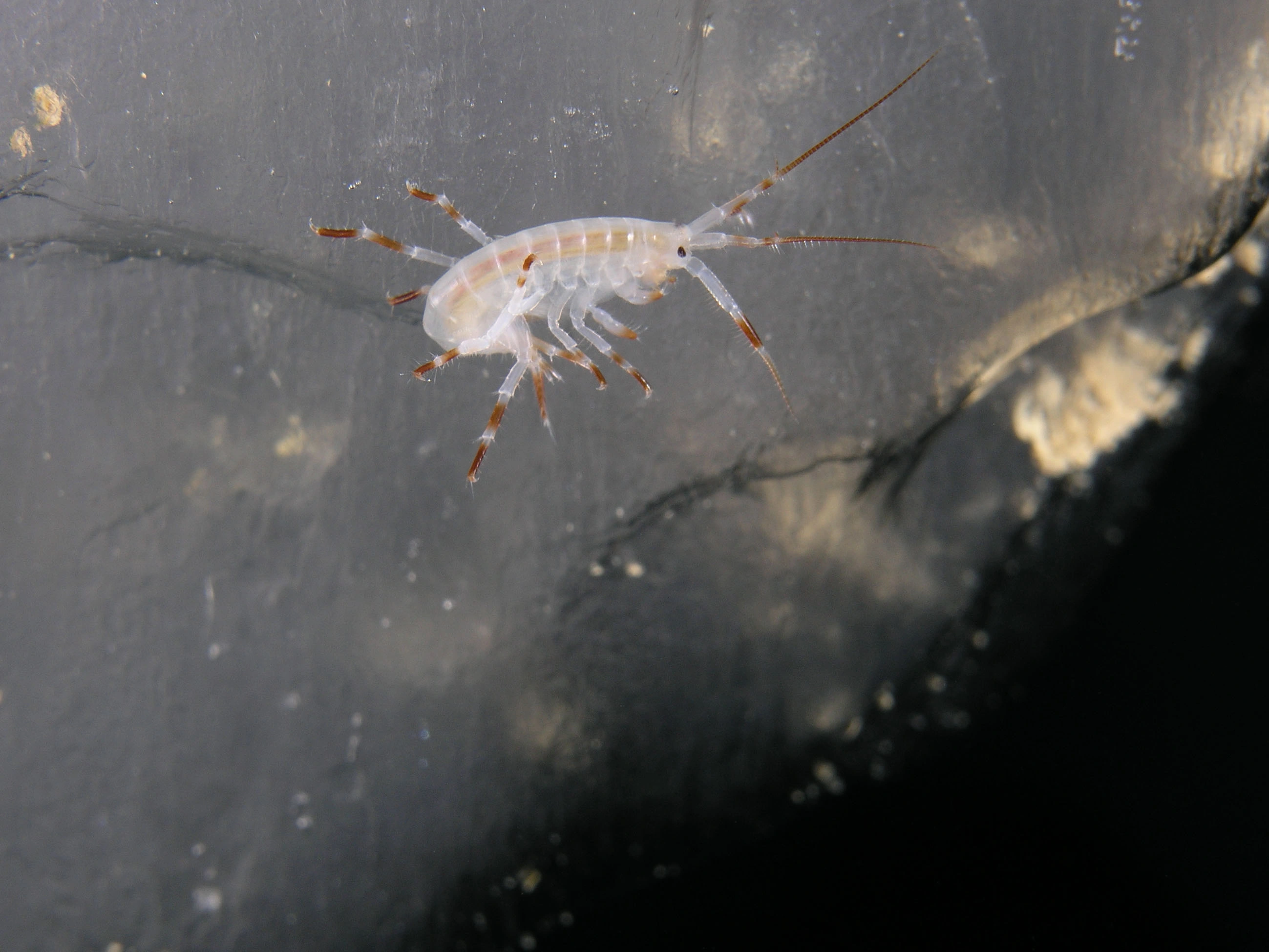 NIN-3.0-T-C-PE-NA-MB-A-MC10 Havis-underside.