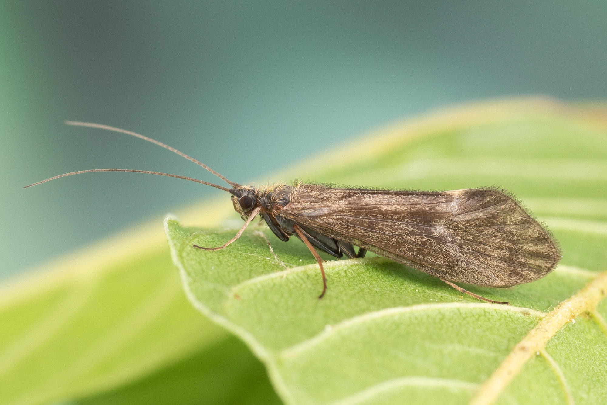 : Apatania auricula.