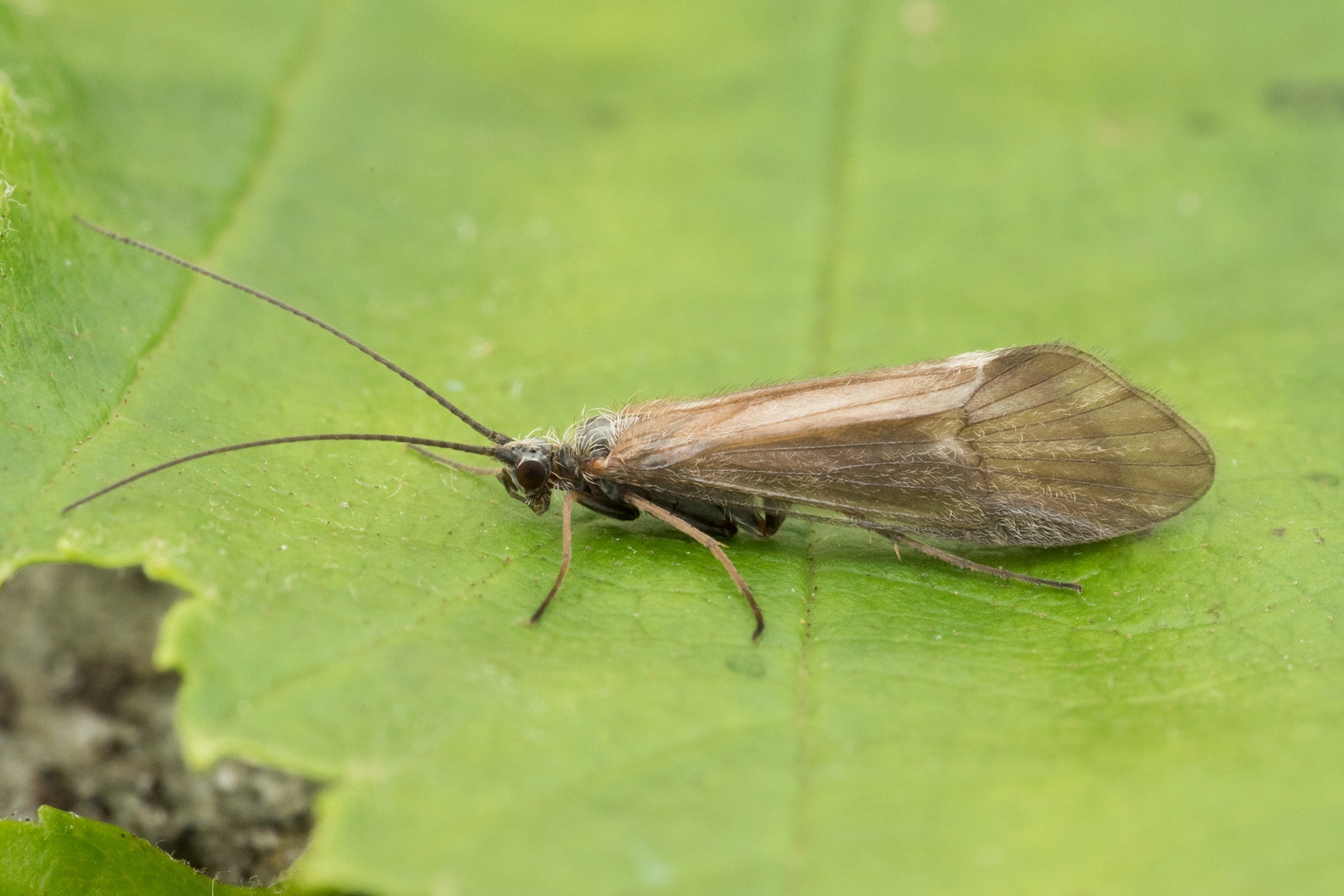 : Apatania stigmatella.