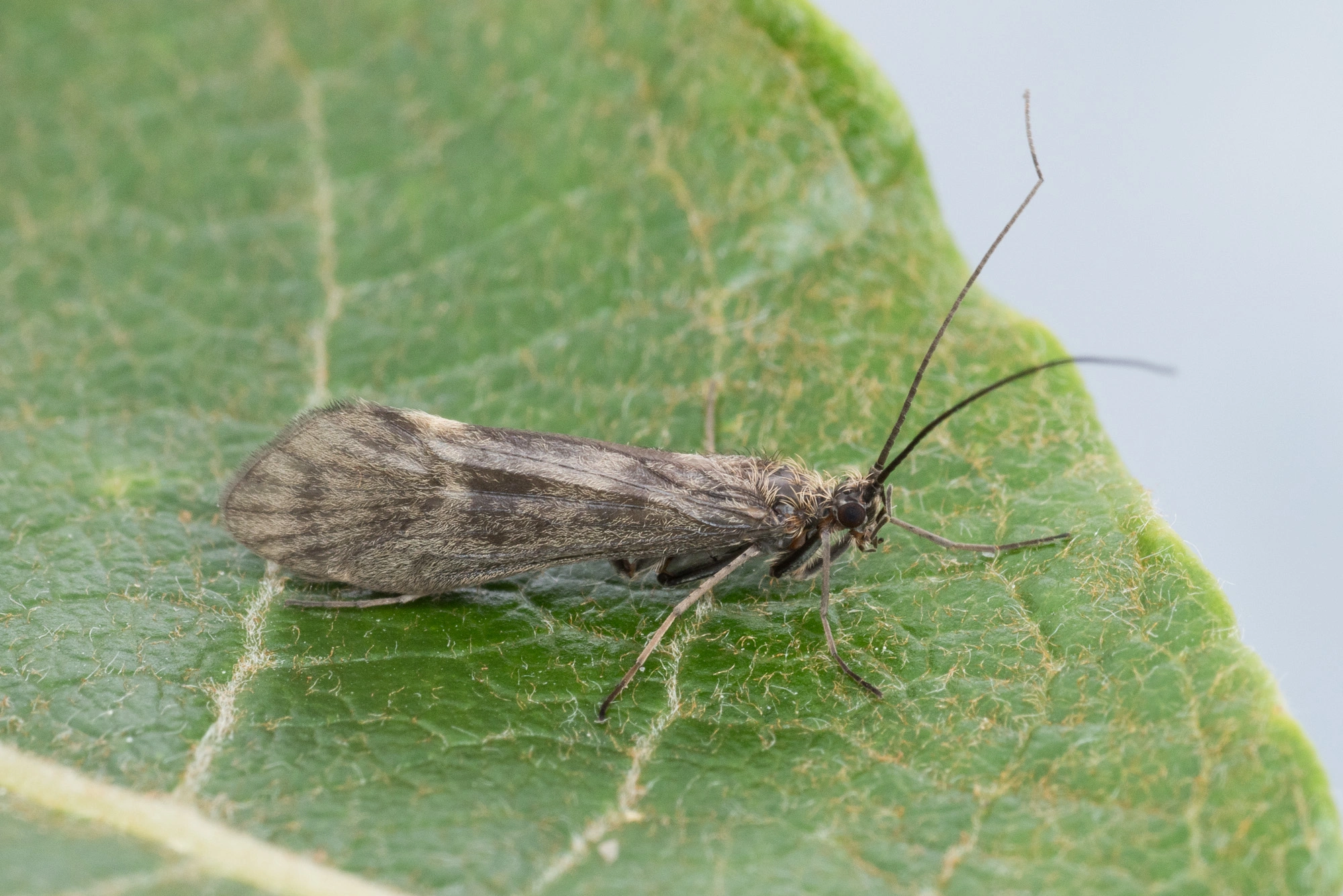 : Apatania zonella.