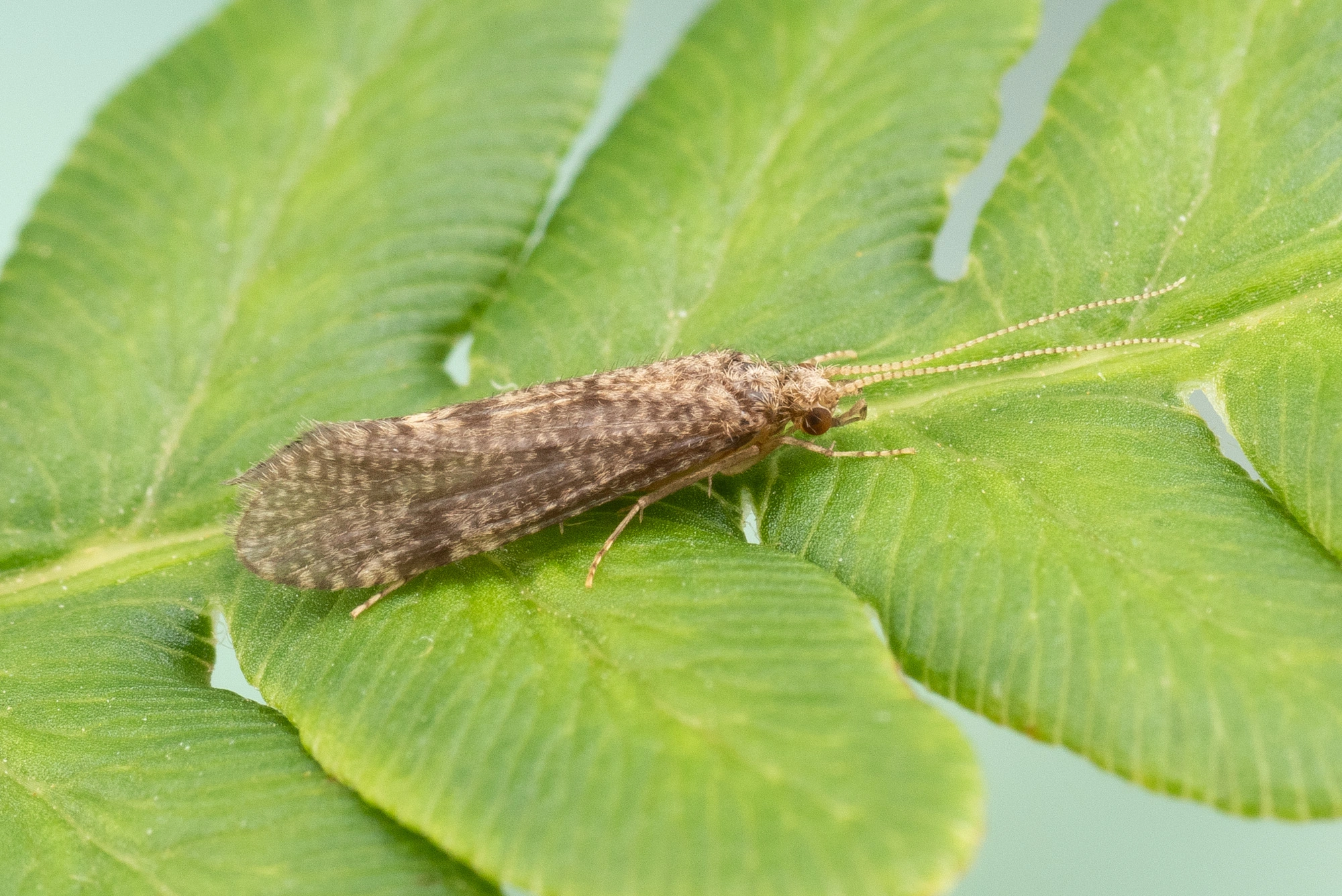 : Ecnomus tenellus.