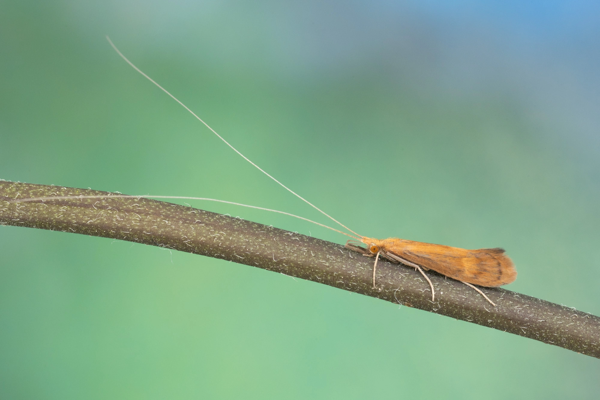 : Adicella reducta.