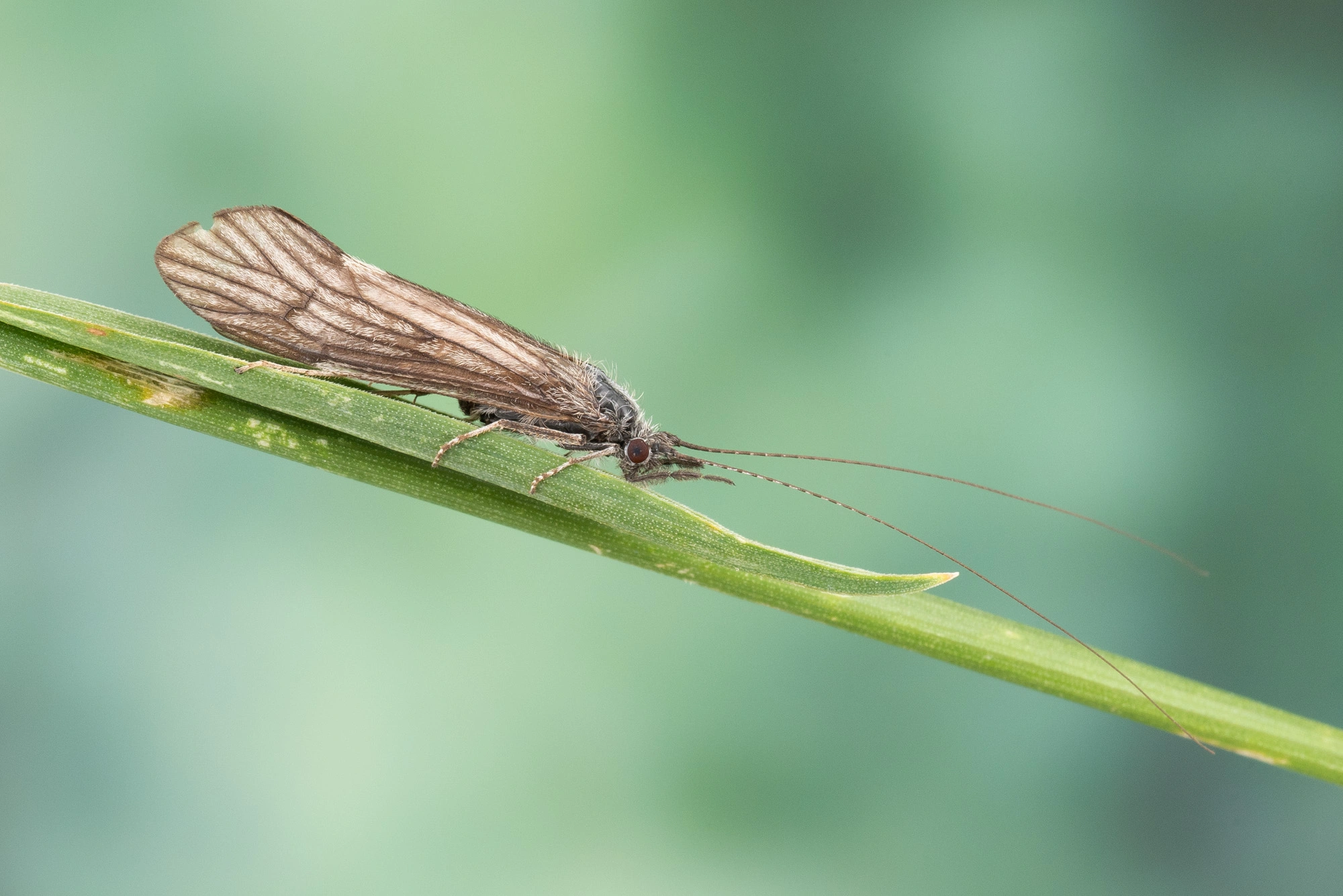 : Ceraclea nigronervosa.