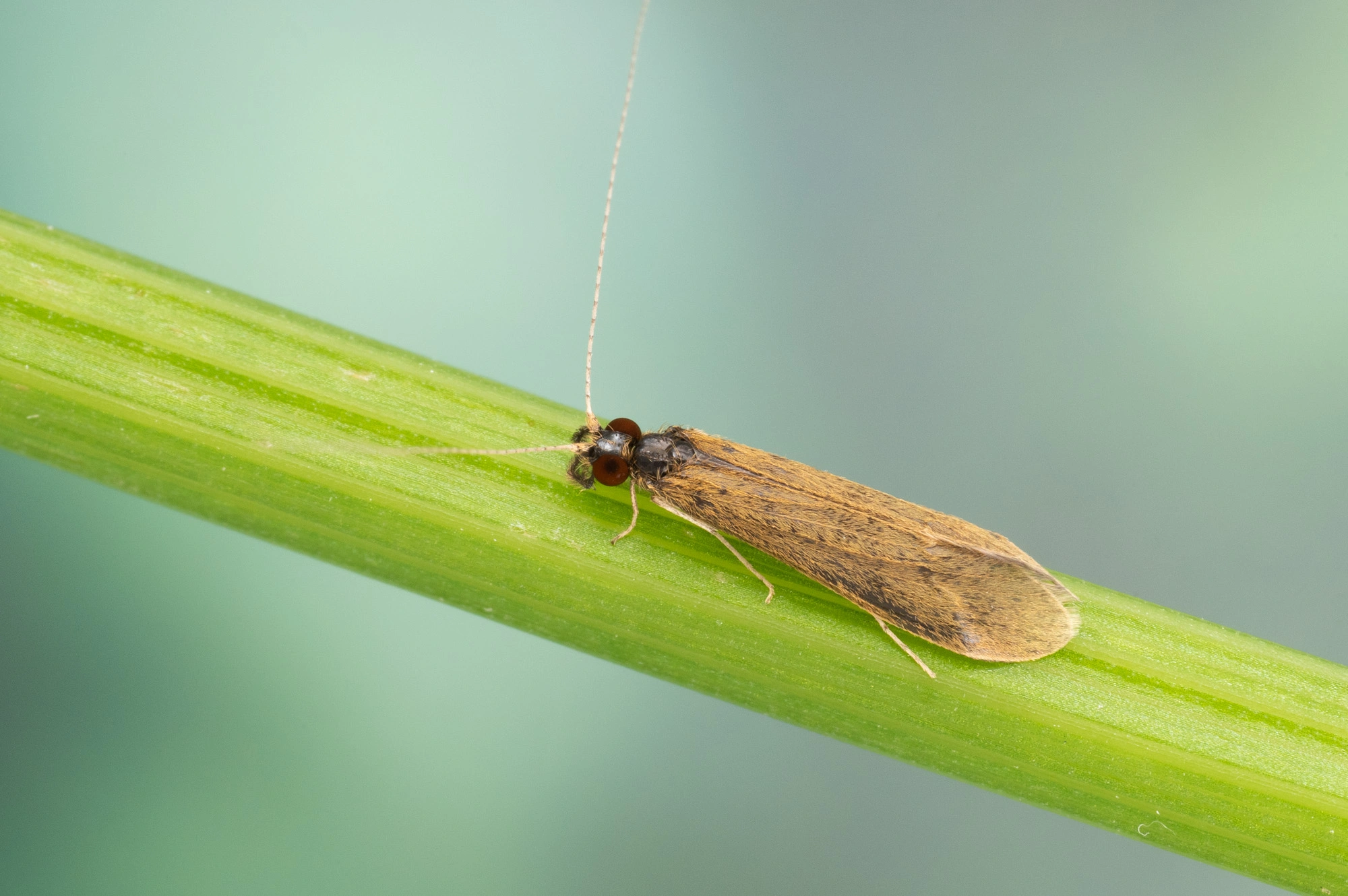 : Mystacides longicornis.